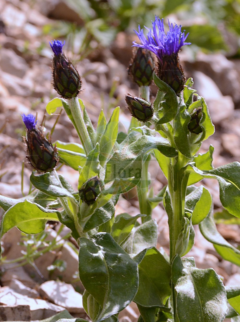 Foto von Cyanus triumfettii (Filz-Flockenblume - Squarrose Knapweed). Das Foto wurde in Marburg, Hessen, Deutschland aufgenommen. ---- Photo of Cyanus triumfettii (Filz-Flockenblume - Squarrose Knapweed). The picture was taken in Marburg, Hesse, Germany.(Cyanus triumfettii,Filz-Flockenblume,Squarrose Knapweed,Centaurea triumfettii,Cyanus triumfettii,Filz-Flockenblume,Bunte Berg-Flockenblume,Bunte Flockenblume,Triumfettis Flockenblume,Squarrose Knapweed,Cyanus,Asteraceae,Korbblütengewächse,Daisy family)
