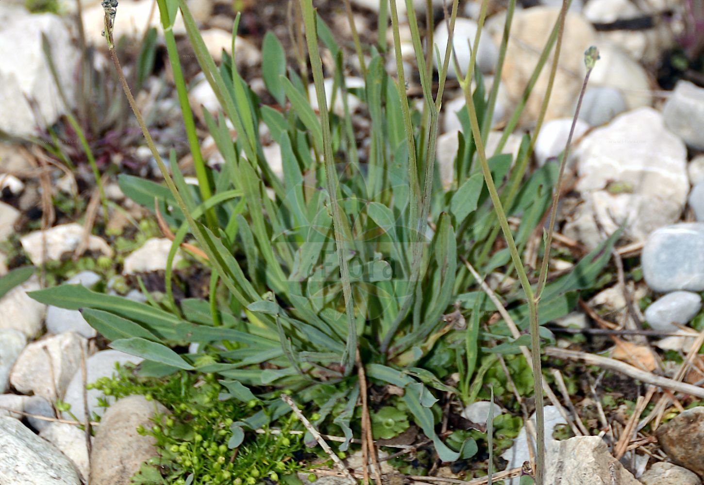 Foto von Chondrilla chondrilloides (Alpen-Knorpellattich - Alpine Chondrilla). Das Foto wurde in München, Bayern, Deutschland aufgenommen. ---- Photo of Chondrilla chondrilloides (Alpen-Knorpellattich - Alpine Chondrilla). The picture was taken in Munich, Bavaria, Germany.(Chondrilla chondrilloides,Alpen-Knorpellattich,Alpine Chondrilla,Chondrilla chondrilloides,Chondrilla prenanthoides,Lactuca prenanthoides,Prenanthes chondrilloides,Willemetia prenanthoides,Alpen-Knorpellattich,Alpen-Knorpelsalat,Alpine Chondrilla,Chondrilla,Knorpellattich,Chondrilla,Asteraceae,Korbblütengewächse,Daisy family)
