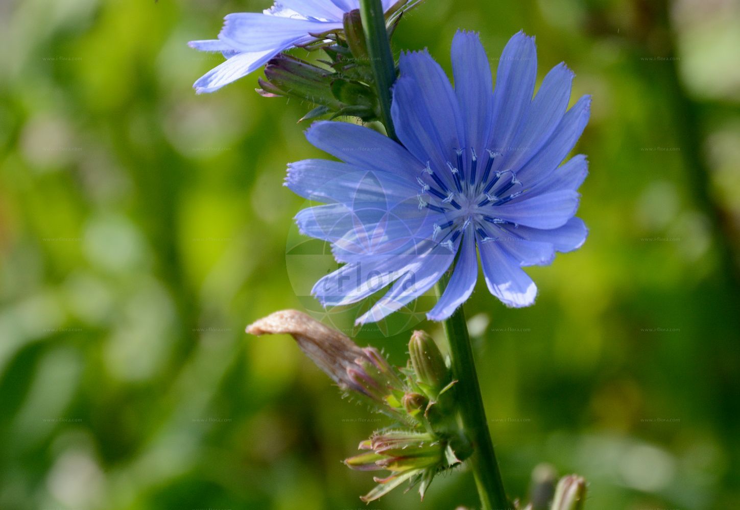 Foto von Cichorium intybus (Gewöhnliche Wegwarte - Chicory). Das Foto wurde in Dresden, Sachsen, Deutschland aufgenommen. ---- Photo of Cichorium intybus (Gewöhnliche Wegwarte - Chicory). The picture was taken in Dresden, Sachsen, Germany.(Cichorium intybus,Gewöhnliche Wegwarte,Chicory,Cichorium balearicum,Cichorium glabratum,Cichorium glaucum,Cichorium hirsutum,Cichorium intybus,Cichorium intybus var. sativum,Gewoehnliche Wegwarte,Kaffeezichorie,Wurzelzichorie,Chicory,Wild Chicory,Wild Succory,Cichorium,Wegwarte,Chicory,Asteraceae,Korbblütengewächse,Daisy family)