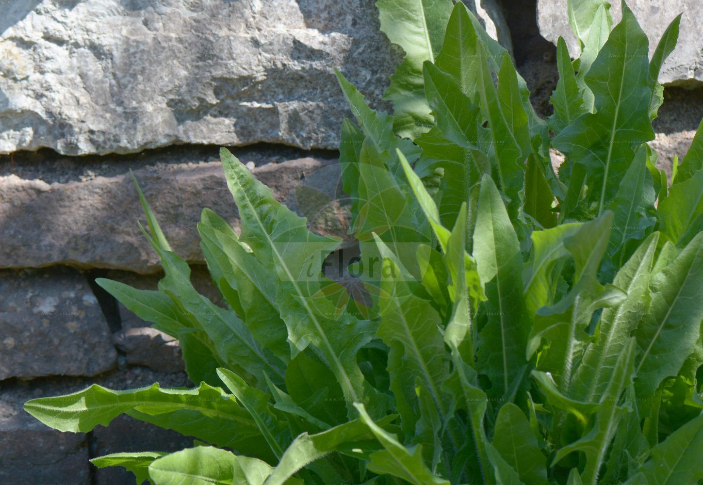 Foto von Cichorium intybus (Gewöhnliche Wegwarte - Chicory). Das Foto wurde in Göteborg, Schweden aufgenommen. ---- Photo of Cichorium intybus (Gewöhnliche Wegwarte - Chicory). The picture was taken in Gothenburg, Sweden.(Cichorium intybus,Gewöhnliche Wegwarte,Chicory,Cichorium balearicum,Cichorium glabratum,Cichorium glaucum,Cichorium hirsutum,Cichorium intybus,Cichorium intybus var. sativum,Gewoehnliche Wegwarte,Kaffeezichorie,Wurzelzichorie,Chicory,Wild Chicory,Wild Succory,Cichorium,Wegwarte,Chicory,Asteraceae,Korbblütengewächse,Daisy family)