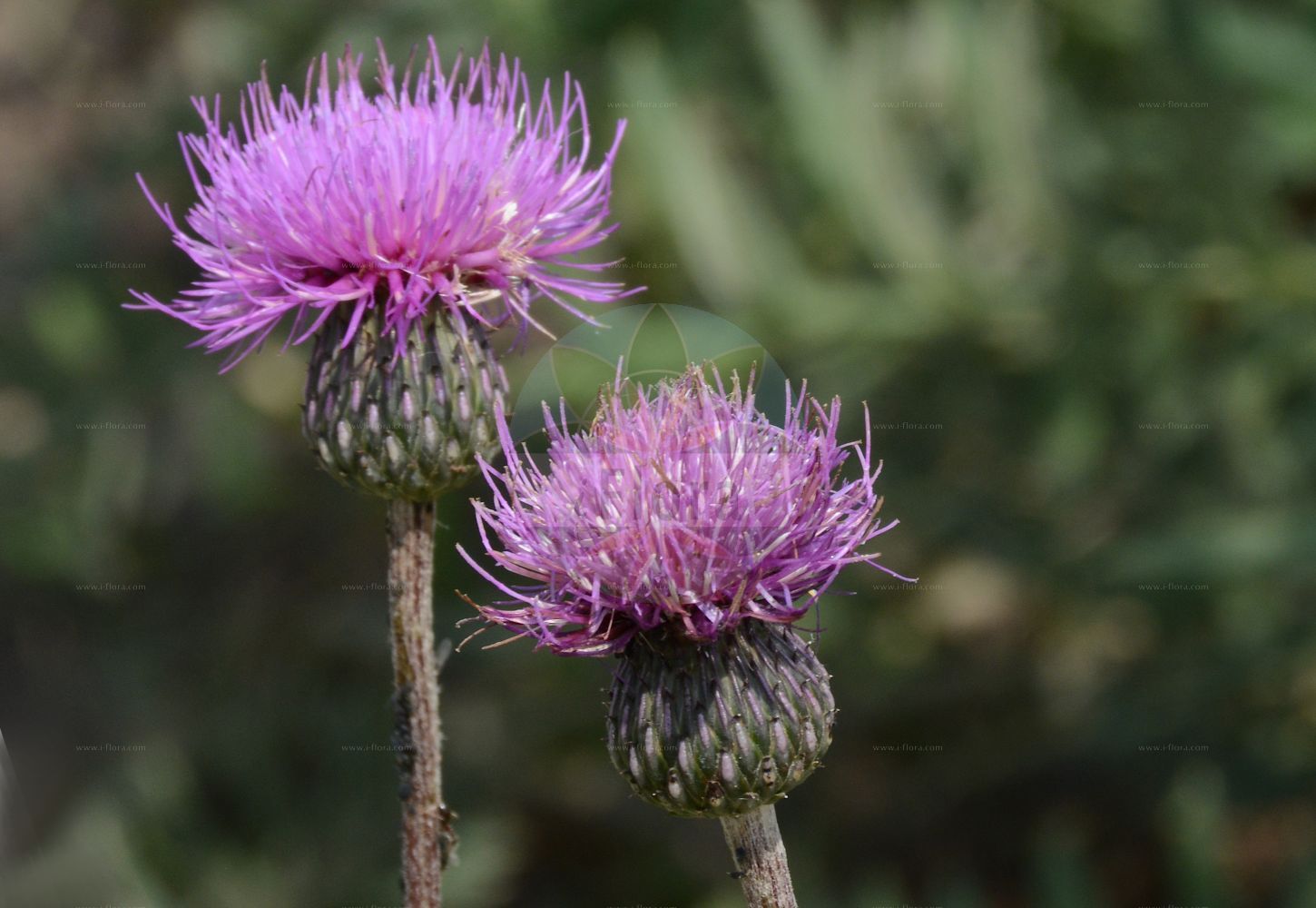 Foto von Cirsium canum (Graue Kratzdistel - Queen Anne's Thistle). Das Foto wurde in Berlin, Deutschland aufgenommen. ---- Photo of Cirsium canum (Graue Kratzdistel - Queen Anne's Thistle). The picture was taken in Berlin, Germany.(Cirsium canum,Graue Kratzdistel,Queen Anne's Thistle,Carduus canus,Cirsium biebersteinii,Cirsium canum,Cnicus canus,Graue Kratzdistel,Queen Anne's Thistle,Grey Marsh Thistle,Cirsium,Kratzdistel,Thistle,Asteraceae,Korbblütengewächse,Daisy family)
