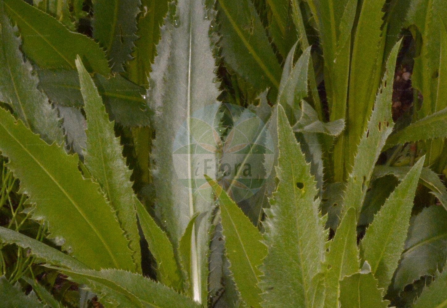 Foto von Cirsium canum (Graue Kratzdistel - Queen Anne's Thistle). Das Foto wurde in München, Bayern, Deutschland aufgenommen. ---- Photo of Cirsium canum (Graue Kratzdistel - Queen Anne's Thistle). The picture was taken in Munich, Bavaria, Germany.(Cirsium canum,Graue Kratzdistel,Queen Anne's Thistle,Carduus canus,Cirsium biebersteinii,Cirsium canum,Cnicus canus,Graue Kratzdistel,Queen Anne's Thistle,Grey Marsh Thistle,Cirsium,Kratzdistel,Thistle,Asteraceae,Korbblütengewächse,Daisy family)