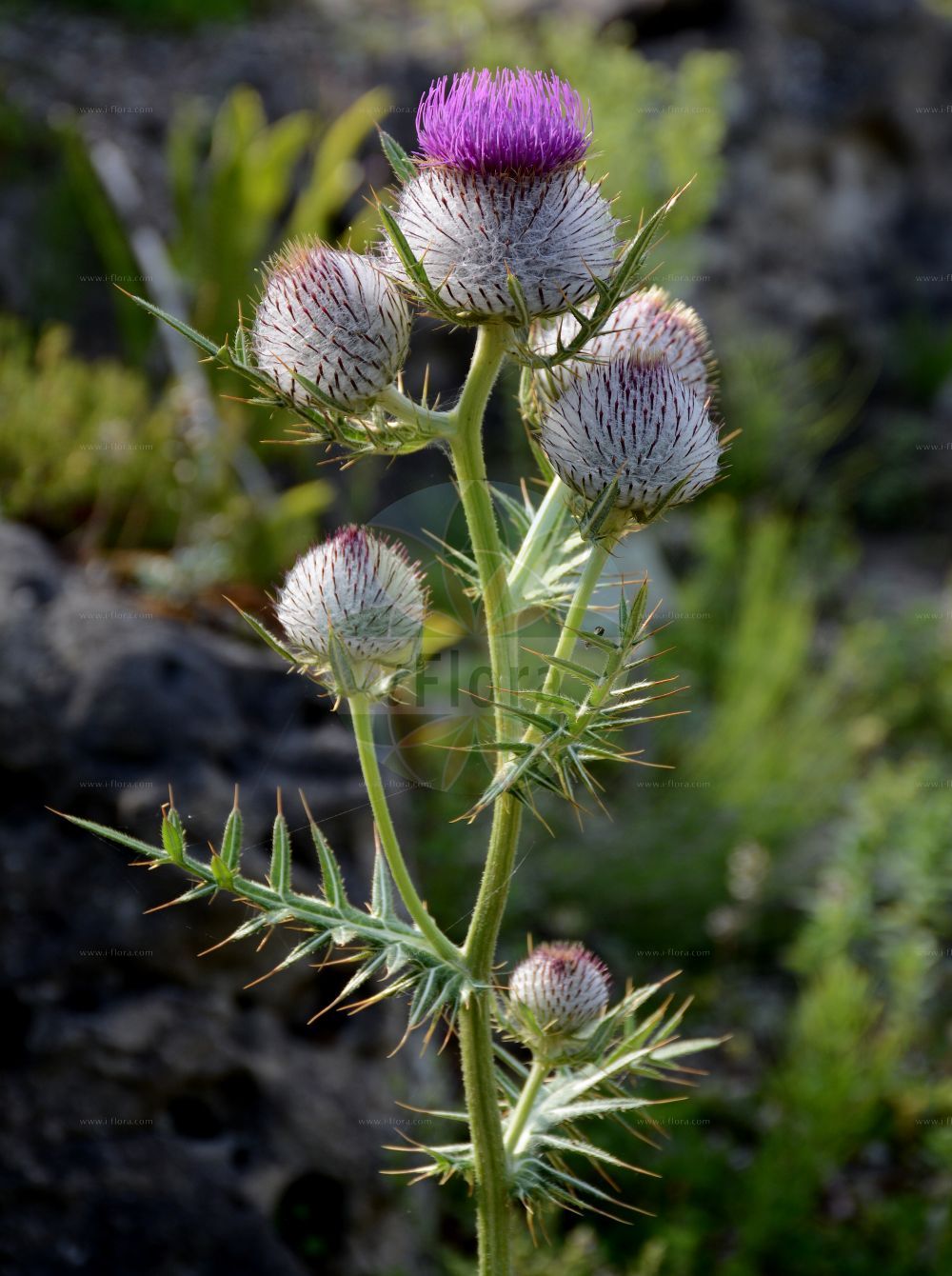 Foto von Cirsium eriophorum (Wollköpfige Kratzdistel - Woolly Thistle). Das Foto wurde in Berlin, Deutschland aufgenommen. ---- Photo of Cirsium eriophorum (Wollköpfige Kratzdistel - Woolly Thistle). The picture was taken in Berlin, Germany.(Cirsium eriophorum,Wollköpfige Kratzdistel,Woolly Thistle,Carduus eriophorus,Cirsium chodatii,Cirsium dinaricum,Cirsium eriophorum,Cirsium oviforme,Cirsium proponticum,Cirsium vandasii,Cirsium velenovskyi,Cnicus eriophorus,Wollkoepfige Kratzdistel,Woolly Thistle,Cirsium,Kratzdistel,Thistle,Asteraceae,Korbblütengewächse,Daisy family)