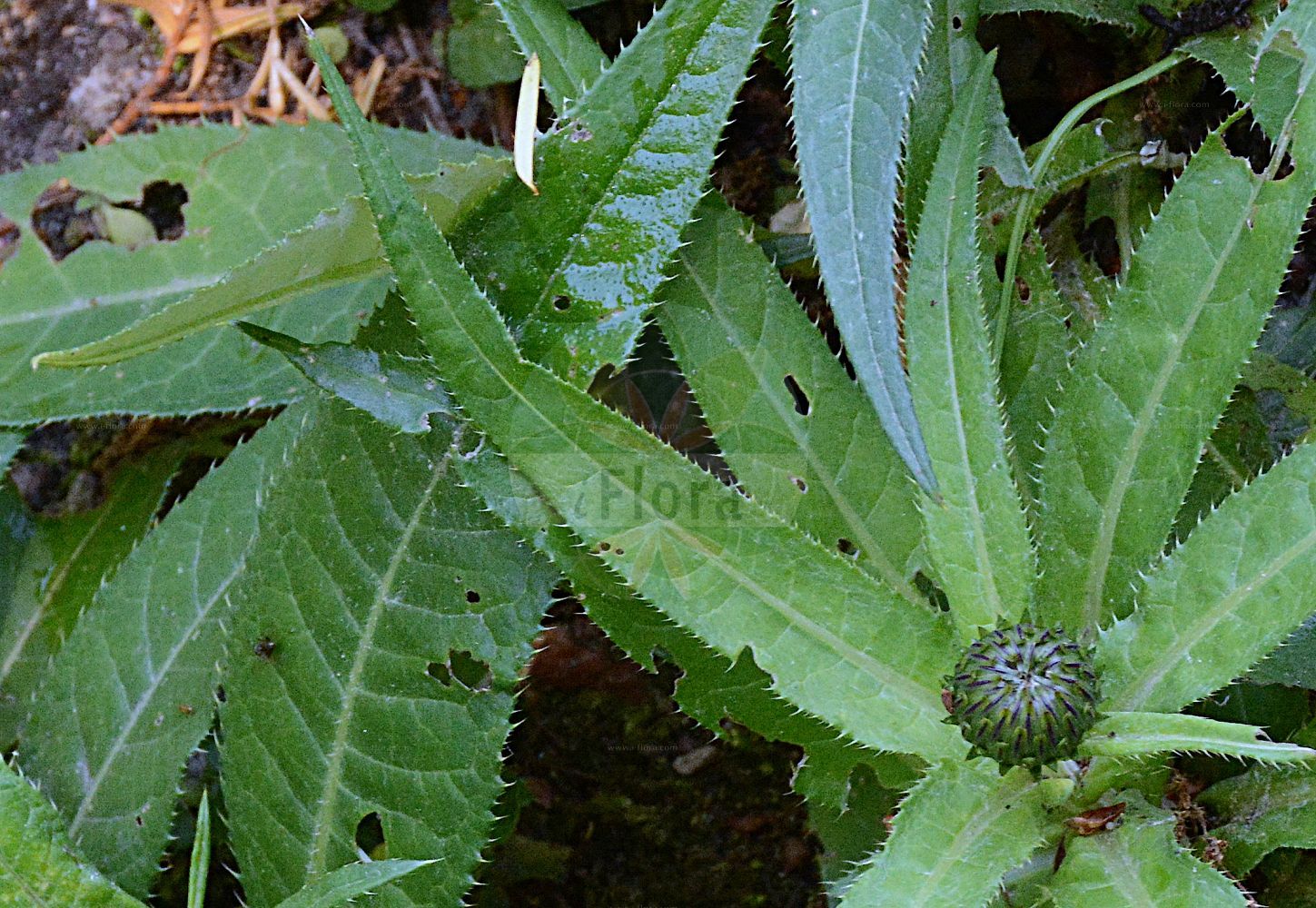 Foto von Cirsium heterophyllum (Verschiedenblättrige Kratzdistel - Melancholy Thistle). ---- Photo of Cirsium heterophyllum (Verschiedenblättrige Kratzdistel - Melancholy Thistle).(Cirsium heterophyllum,Verschiedenblättrige Kratzdistel,Melancholy Thistle,Carduus heterophyllus,Cirsium heterophyllum,Cnicus heterophyllus,Verschiedenblaettrige Kratzdistel,Melancholy Thistle,Cirsium,Kratzdistel,Thistle,Asteraceae,Korbblütengewächse,Daisy family)