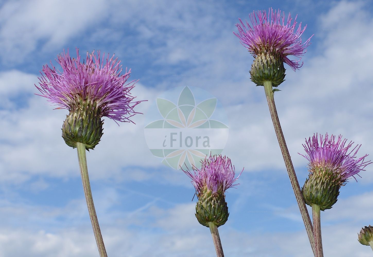 Foto von Cirsium heterophyllum (Verschiedenblättrige Kratzdistel - Melancholy Thistle). Das Foto wurde in Patscherkofel, Innsbruck, Tirol, Österreich aufgenommen. ---- Photo of Cirsium heterophyllum (Verschiedenblättrige Kratzdistel - Melancholy Thistle). The picture was taken in Patscherkofel, Innsbruck, Tyrol, Austria.(Cirsium heterophyllum,Verschiedenblättrige Kratzdistel,Melancholy Thistle,Carduus heterophyllus,Cirsium heterophyllum,Cnicus heterophyllus,Verschiedenblaettrige Kratzdistel,Melancholy Thistle,Cirsium,Kratzdistel,Thistle,Asteraceae,Korbblütengewächse,Daisy family)