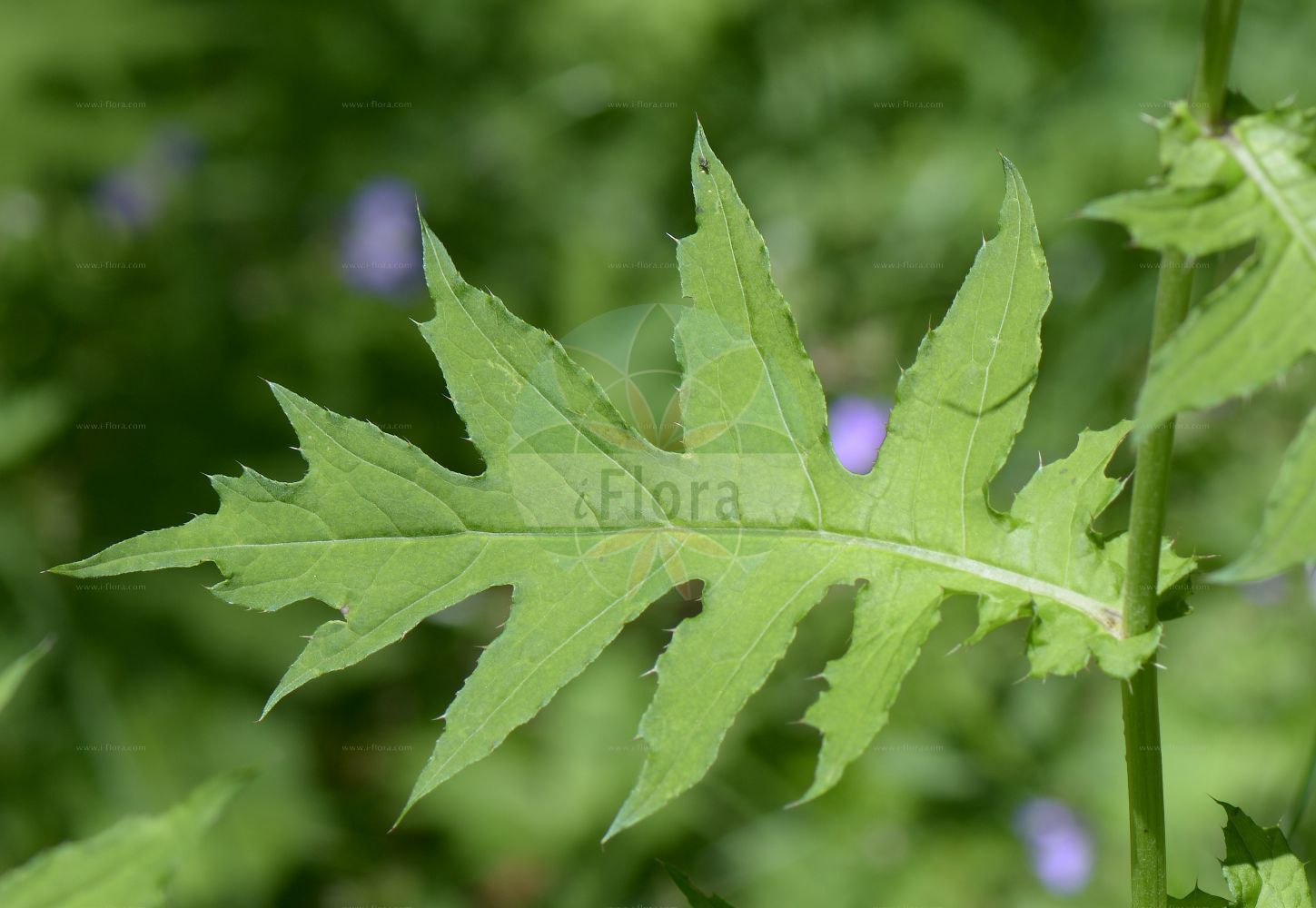 Foto von Cirsium rivulare (Bach-Kratzdistel - Brook Thistle). Das Foto wurde in Monte Bondeone, Provincia Autonoma di Trento, Italien, Alpen aufgenommen. ---- Photo of Cirsium rivulare (Bach-Kratzdistel - Brook Thistle). The picture was taken in Monte Bondeone, Provincia Autonoma di Trento, Italy, Alps.(Cirsium rivulare,Bach-Kratzdistel,Brook Thistle,Carduus rivularis,Carduus tricephalodes,Cirsium rivulare,Cirsium salisburgense,Cirsium tricephalodes,Cnicus rivularis,Cnicus salisburgensis,Bach-Kratzdistel,Brook Thistle,Cirsium,Kratzdistel,Thistle,Asteraceae,Korbblütengewächse,Daisy family)