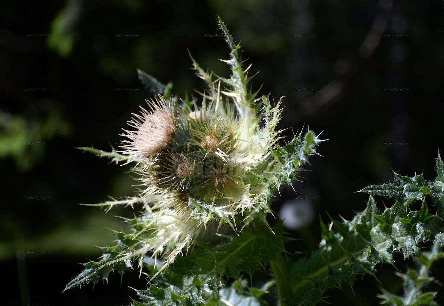 Foto von Cirsium spinosissimum (Alpen-Kratzdistel - Spiniest Thistle). Das Foto wurde in Schachen, Garmisch-Partenkirchen, Bayern, Deutschland, Alpen aufgenommen. ---- Photo of Cirsium spinosissimum (Alpen-Kratzdistel - Spiniest Thistle). The picture was taken in Schachen, Garmisch-Partenkirchen, Bavaria, Germany, Alps.(Cirsium spinosissimum,Alpen-Kratzdistel,Spiniest Thistle,Cirsium spinosissimum,Cnicus spinosissimus,Alpen-Kratzdistel,Spiniest Thistle,Cirsium,Kratzdistel,Thistle,Asteraceae,Korbblütengewächse,Daisy family)