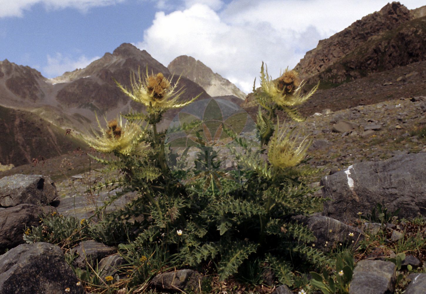 Foto von Cirsium spinosissimum (Alpen-Kratzdistel - Spiniest Thistle). Das Foto wurde in Dischmatal, Davos, Graubünden, Schweiz, Alpen aufgenommen. ---- Photo of Cirsium spinosissimum (Alpen-Kratzdistel - Spiniest Thistle). The picture was taken in Dischmatal, Davos, Grisons, Switzerland, Alps.(Cirsium spinosissimum,Alpen-Kratzdistel,Spiniest Thistle,Cirsium spinosissimum,Cnicus spinosissimus,Alpen-Kratzdistel,Spiniest Thistle,Cirsium,Kratzdistel,Thistle,Asteraceae,Korbblütengewächse,Daisy family)