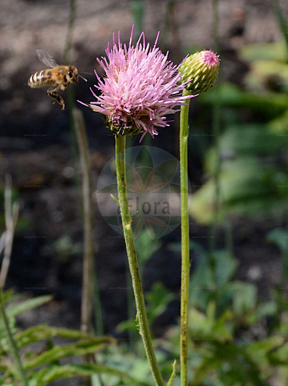 Foto von Cirsium tuberosum (Knollige Kratzdistel - Tuberous Thistle). Das Foto wurde in Bremen, Deutschland aufgenommen. ---- Photo of Cirsium tuberosum (Knollige Kratzdistel - Tuberous Thistle). The picture was taken in Bremen, Germany.(Cirsium tuberosum,Knollige Kratzdistel,Tuberous Thistle,Carduus bulbosus,Carduus tuberosus,Cirsium bulbosum,Cirsium tuberosum,Cnicus tuberosus,Knollige Kratzdistel,Tuberous Thistle,Cirsium,Kratzdistel,Thistle,Asteraceae,Korbblütengewächse,Daisy family)