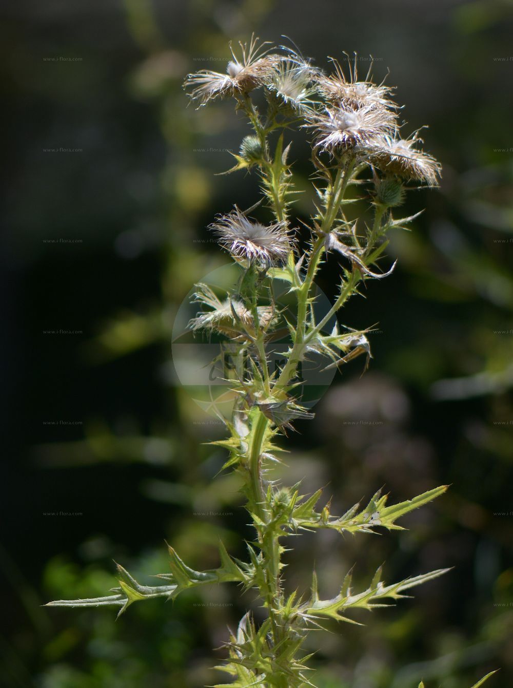Foto von Cirsium vulgare (Gewöhnliche Kratzdistel - Spear Thistle). Das Foto wurde in Düsseldorf, Nordrhein-Westfalen, Deutschland aufgenommen. ---- Photo of Cirsium vulgare (Gewöhnliche Kratzdistel - Spear Thistle). The picture was taken in Dusseldorf, North Rhine-Westphalia, Germany.(Cirsium vulgare,Gewöhnliche Kratzdistel,Spear Thistle,Carduus lanceolatus,Carduus vulgaris,Cirsium lanceolatum,Cirsium linkii,Cirsium microcephalum,Cirsium strigosum,Cirsium vulgare,Cnicus lanceolatus,Cnicus strigosus,Gewoehnliche Kratzdistel,Lanzett-Kratzdistel,Speerdistel,Spear Thistle,Black Thistle,Bull Thistle,Scottish Thistle,Cirsium,Kratzdistel,Thistle,Asteraceae,Korbblütengewächse,Daisy family)