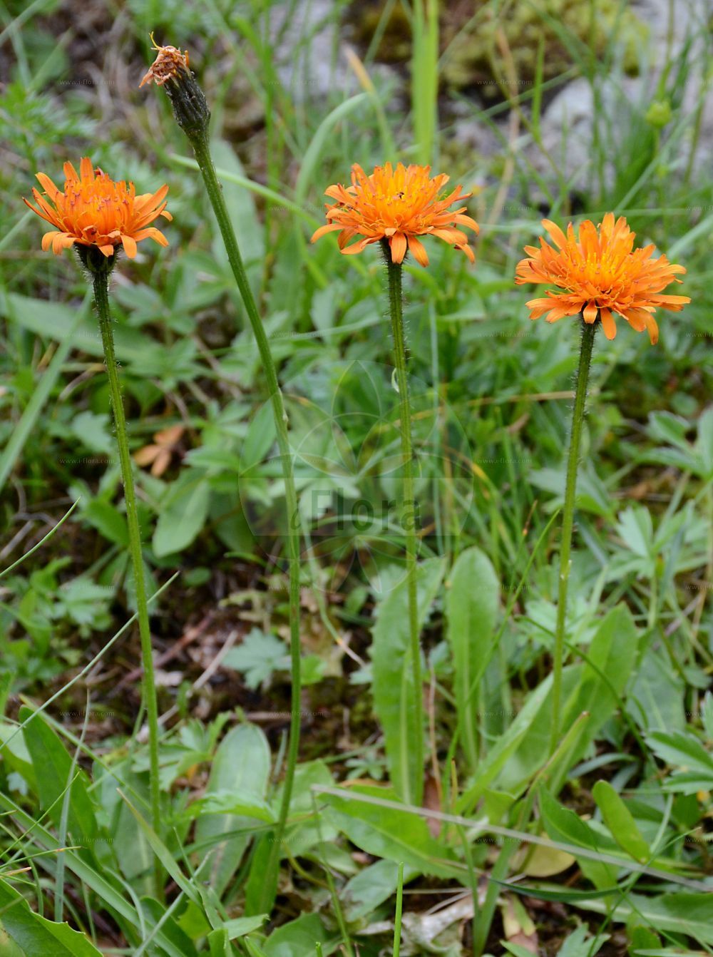 Foto von Crepis aurea (Gold-Pippau - Golden Hawk's-beard). Das Foto wurde in Brandberg, Tirol, Österreich, Alpen, Zillertal aufgenommen. ---- Photo of Crepis aurea (Gold-Pippau - Golden Hawk's-beard). The picture was taken in Brandberg, Tyrol, Austria, Alps, Zillertal.(Crepis aurea,Gold-Pippau,Golden Hawk's-beard,Crepis aurea,Crepis kitaibelii,Leontodon aureus,Gold-Pippau,Golden Hawk's-beard,Crepis,Pippau,Hawk's-beard,Asteraceae,Korbblütengewächse,Daisy family)