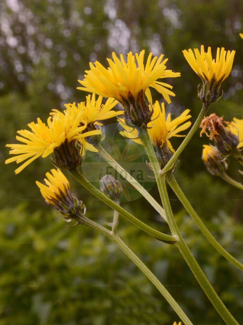 Foto von Crepis biennis (Wiesen-Pippau - Rough Hawk's-beard). Das Foto wurde in München, Bayern, Deutschland aufgenommen. ---- Photo of Crepis biennis (Wiesen-Pippau - Rough Hawk's-beard). The picture was taken in Munich, Bavaria, Germany.(Crepis biennis,Wiesen-Pippau,Rough Hawk's-beard,Crepis biennis,Crepis lodomeriensis,Crepis tristis,Wiesen-Pippau,Rough Hawk's-beard,Crepis,Pippau,Hawk's-beard,Asteraceae,Korbblütengewächse,Daisy family)