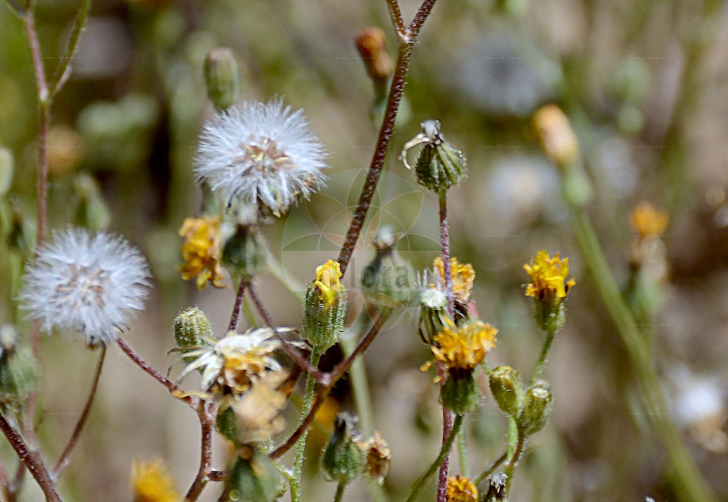 Foto von Crepis capillaris (Kleinköpfiger Pippau - Smooth Hawk's-beard). Das Foto wurde in Mainz, Rheinland-Pfalz, Deutschland aufgenommen. ---- Photo of Crepis capillaris (Kleinköpfiger Pippau - Smooth Hawk's-beard). The picture was taken in Mainz, Rhineland-Palatinate, Germany.(Crepis capillaris,Kleinköpfiger Pippau,Smooth Hawk's-beard,Crepis agrestis,Crepis capillaris,Crepis diffusa,Crepis gaditana,Crepis virens,Lapsana capillaris,Kleinkoepfiger Pippau,Haarstieliger Pippau,Smooth Hawk's-beard,Crepis,Pippau,Hawk's-beard,Asteraceae,Korbblütengewächse,Daisy family)
