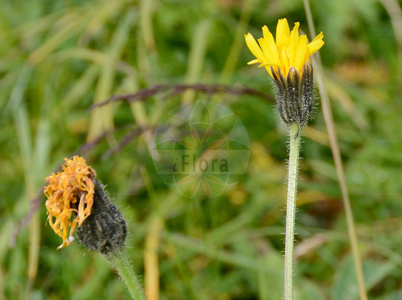 Foto von Crepis conyzifolia (Großköpfiger Pippau - Fleabane Leaved Hakw's-beard). Das Foto wurde in Schynige Platte, Interlaken, Bern, Schweiz aufgenommen. ---- Photo of Crepis conyzifolia (Großköpfiger Pippau - Fleabane Leaved Hakw's-beard). The picture was taken in Schynige Platte, Interlaken, Bern, Switzerland.(Crepis conyzifolia,Großköpfiger Pippau,Fleabane Leaved Hakw's-beard,Crepis balcanica,Crepis conyzifolia,Crepis orbelica,Crepis trojanensis,Hieracium grandiflorum,Crepis grandiflora,Grosskoepfiger Pippau,Fleabane Leaved Hakw's-beard,Crepis,Pippau,Hawk's-beard,Asteraceae,Korbblütengewächse,Daisy family)
