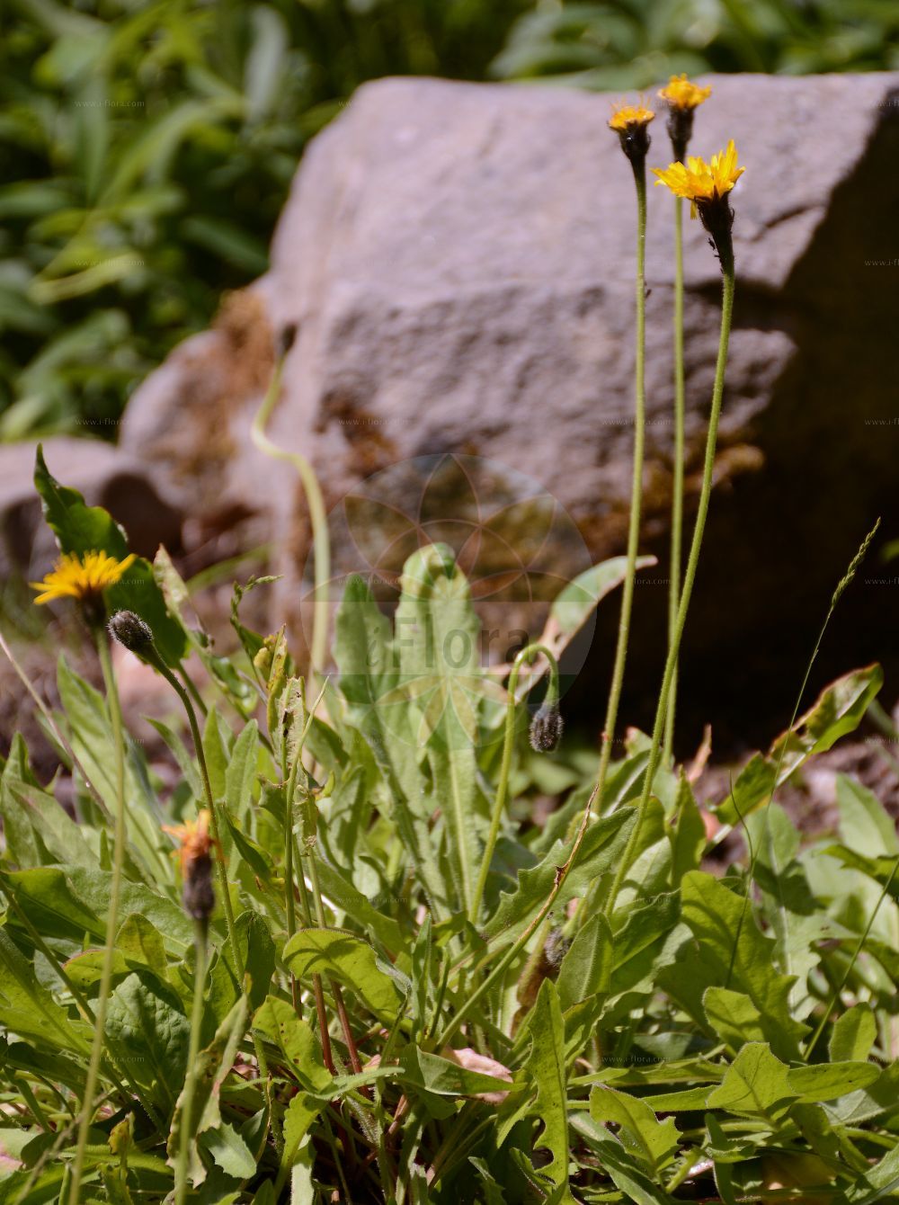Foto von Crepis mollis (Weichhaariger Pippau - Northern Hawk's-beard). Das Foto wurde in Dresden, Sachsen, Deutschland aufgenommen. ---- Photo of Crepis mollis (Weichhaariger Pippau - Northern Hawk's-beard). The picture was taken in Dresden, Sachsen, Germany.(Crepis mollis,Weichhaariger Pippau,Northern Hawk's-beard,Crepis croatica,Crepis mollis,Crepis planitierum,Hieracium croaticum,Hieracium molle,Weichhaariger Pippau,Abgebissener Weichhaariger Pippau,Gewoehnlicher Weichhaariger Pippau,Teufelsabbissblaettriger Weicher Pippau,Northern Hawk's-beard,Crepis,Pippau,Hawk's-beard,Asteraceae,Korbblütengewächse,Daisy family)