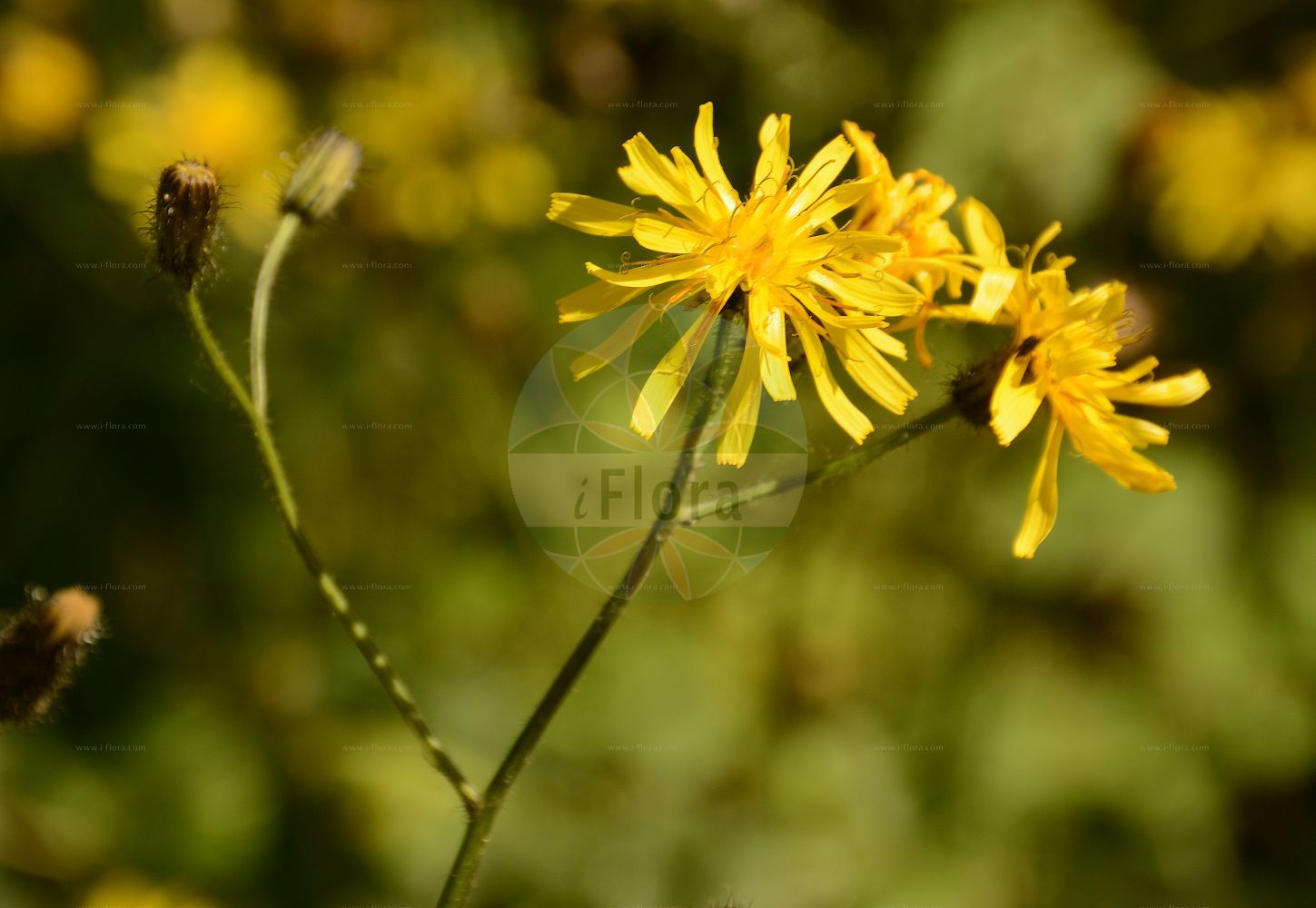 Foto von Crepis paludosa (Sumpf-Pippau - Marsh Hawk's-beard). Das Foto wurde in Lyon, Auvergne-Rhône-Alpes, Frankreich aufgenommen. ---- Photo of Crepis paludosa (Sumpf-Pippau - Marsh Hawk's-beard). The picture was taken in Lyon, Auvergne-Rhône-Alpes, France.(Crepis paludosa,Sumpf-Pippau,Marsh Hawk's-beard,Aracium paludosum,Crepis paludosa,Hieracium paludosum,Soyeria paludosa,Sumpf-Pippau,Marsh Hawk's-beard,Crepis,Pippau,Hawk's-beard,Asteraceae,Korbblütengewächse,Daisy family)