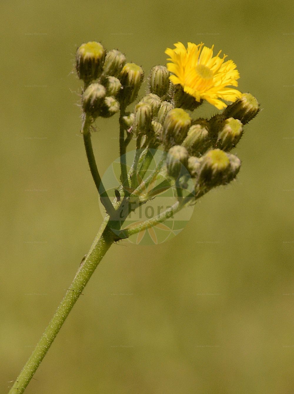Foto von Crepis praemorsa (Abgebissener Pippau - Leafless Hawk's-beard). Das Foto wurde in Linz, Oberösterreich, Österreich aufgenommen. ---- Photo of Crepis praemorsa (Abgebissener Pippau - Leafless Hawk's-beard). The picture was taken in Linz, Upper Austria, Austria.(Crepis praemorsa,Abgebissener Pippau,Leafless Hawk's-beard,Crepis praemorsa,Hieracium praemorsum,Abgebissener Pippau,Abbiss-Pippau,Leafless Hawk's-beard,Pink Hawksbeard,Crepis,Pippau,Hawk's-beard,Asteraceae,Korbblütengewächse,Daisy family)