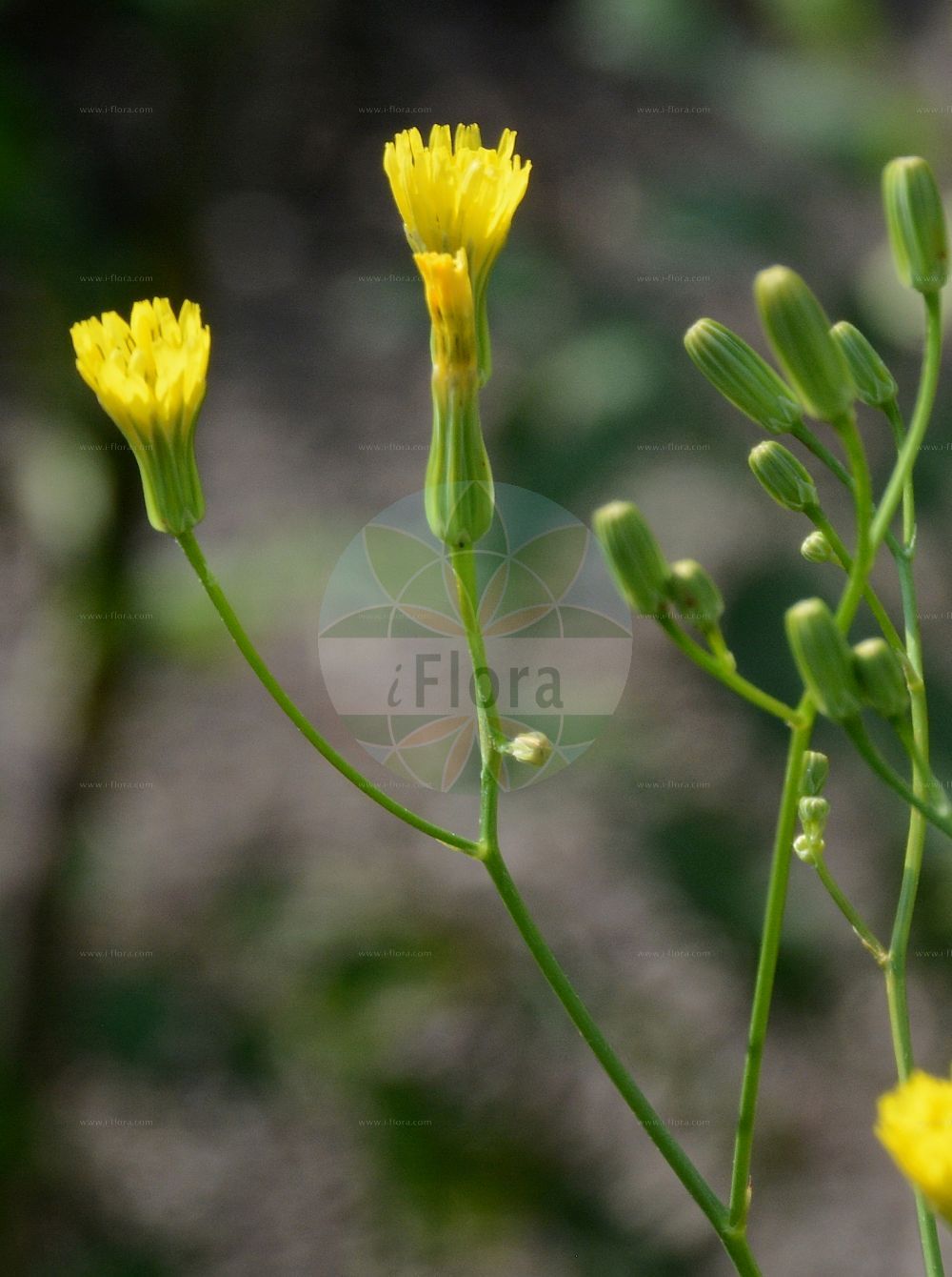 Foto von Crepis pulchra (Schöner Pippau - Small-flowered Hawk's-Beard). Das Foto wurde in Dresden, Sachsen, Deutschland aufgenommen. ---- Photo of Crepis pulchra (Schöner Pippau - Small-flowered Hawk's-Beard). The picture was taken in Dresden, Sachsen, Germany.(Crepis pulchra,Schöner Pippau,Small-flowered Hawk's-Beard,Crepis hispanica,Crepis pulcherrima,Crepis pulchra,Schoener Pippau,Small-flowered Hawk's-Beard,Smallflower Hawksbeard,Crepis,Pippau,Hawk's-beard,Asteraceae,Korbblütengewächse,Daisy family)