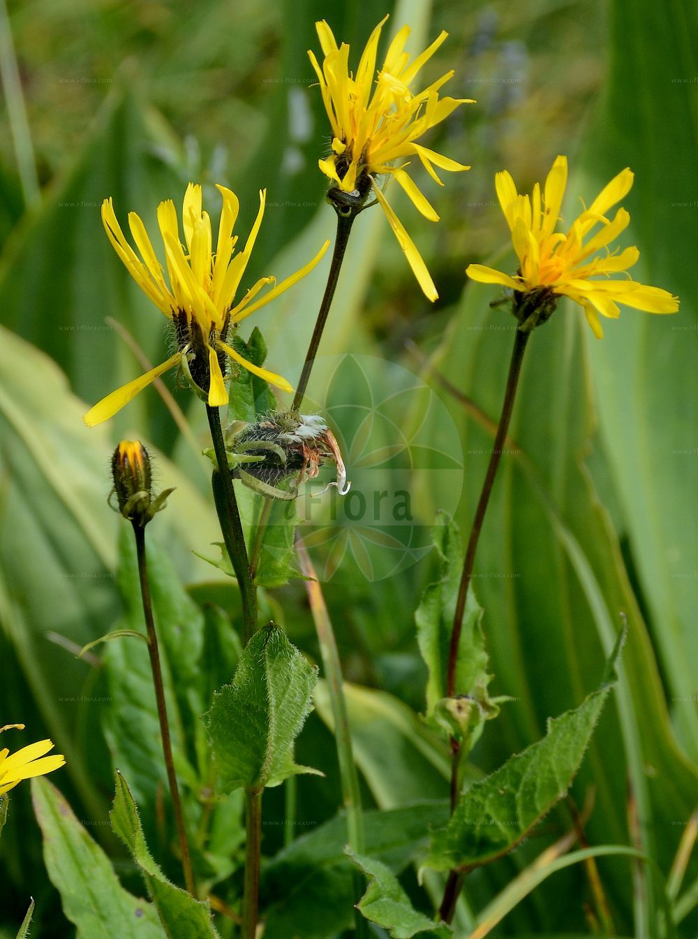 Foto von Crepis pyrenaica (Schabenkraut-Pippau - Pyrenean Hakw's-beard). Das Foto wurde in Schynige Platte, Interlaken, Bern, Schweiz aufgenommen. ---- Photo of Crepis pyrenaica (Schabenkraut-Pippau - Pyrenean Hakw's-beard). The picture was taken in Schynige Platte, Interlaken, Bern, Switzerland.(Crepis pyrenaica,Schabenkraut-Pippau,Pyrenean Hakw's-beard,Crepis austriaca,Crepis blattarioides,Crepis pyrenaica,Hieracium blattarioides,Hieracium pyrenaicum,Schabenkraut-Pippau,Pyrenaeen-Pippau,Pyrenean Hakw's-beard,Crepis,Pippau,Hawk's-beard,Asteraceae,Korbblütengewächse,Daisy family)