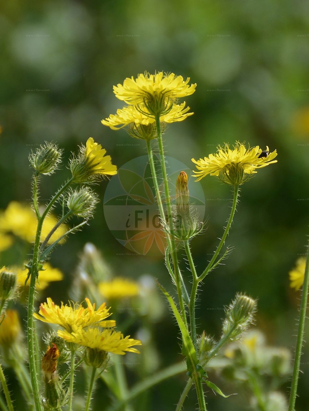 Foto von Crepis setosa (Borsten-Pippau - Bristly Hawk's-beard). Das Foto wurde in Dresden, Sachsen, Deutschland aufgenommen. ---- Photo of Crepis setosa (Borsten-Pippau - Bristly Hawk's-beard). The picture was taken in Dresden, Sachsen, Germany.(Crepis setosa,Borsten-Pippau,Bristly Hawk's-beard,Barkhausia hispida,Barkhausia setosa,Crepis hispida,Crepis setosa,Borsten-Pippau,Bristly Hawk's-beard,Crepis,Pippau,Hawk's-beard,Asteraceae,Korbblütengewächse,Daisy family)