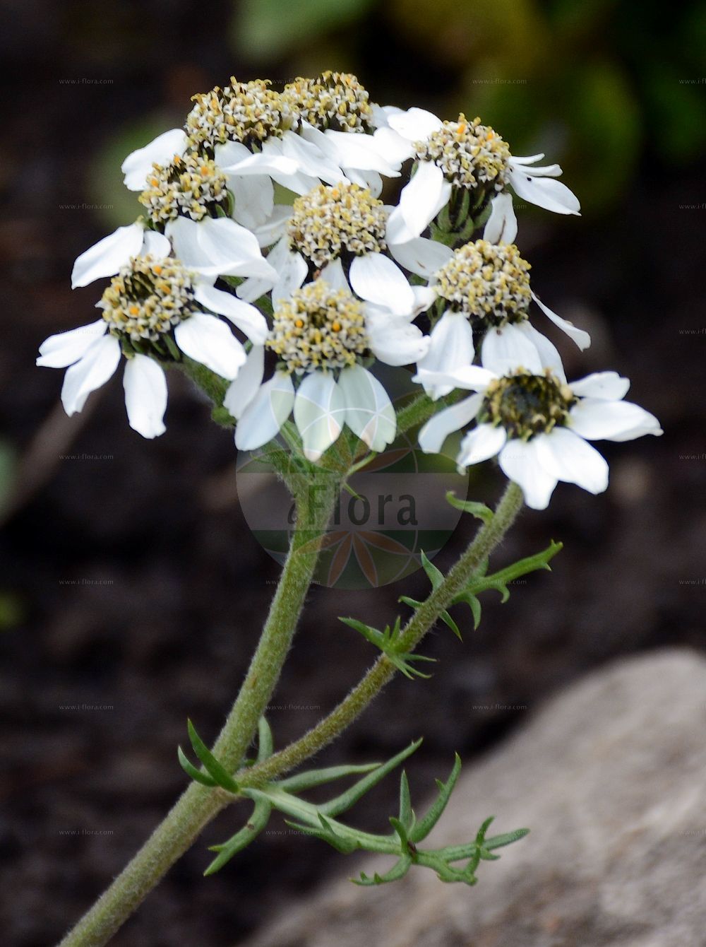 Foto von Achillea atrata (Schwarzrandige Schafgarbe - Black Yarrow). Das Foto wurde in Schynige Platte, Interlaken, Bern, Schweiz aufgenommen. ---- Photo of Achillea atrata (Schwarzrandige Schafgarbe - Black Yarrow). The picture was taken in Schynige Platte, Interlaken, Bern, Switzerland.(Achillea atrata,Schwarzrandige Schafgarbe,Black Yarrow,Achillea atrata,Achillea halleri,Ptarmica atrata,Schwarzrandige Schafgarbe,Black Yarrow,Achillea,Schafgarbe,Yarrow,Asteraceae,Korbblütengewächse,Daisy family)