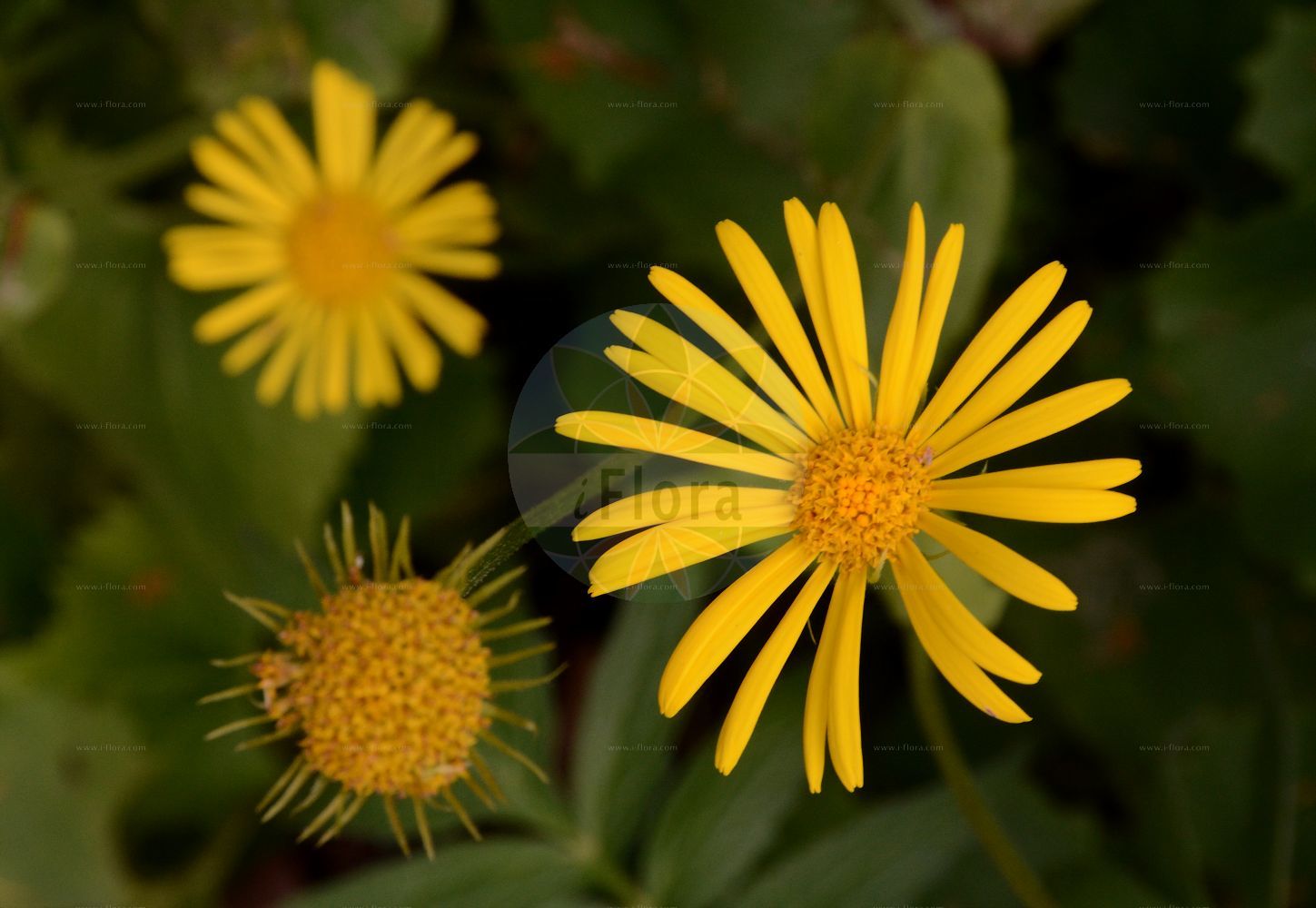 Foto von Doronicum columnae (Herzblättrige Gemswurz - Eastern Leopard's-bane). Das Foto wurde in Bremen, Deutschland aufgenommen. ---- Photo of Doronicum columnae (Herzblättrige Gemswurz - Eastern Leopard's-bane). The picture was taken in Bremen, Germany.(Doronicum columnae,Herzblättrige Gemswurz,Eastern Leopard's-bane,Doronicum columnae,Doronicum cordifolium,Doronicum wulfenianum,Herzblaettrige Gemswurz,Herz-Gaemswurz,Eastern Leopard's-bane,Heart-leaved Leopardsbane,Doronicum,Gemswurz,False Leopard's-bane,Asteraceae,Korbblütengewächse,Daisy family)