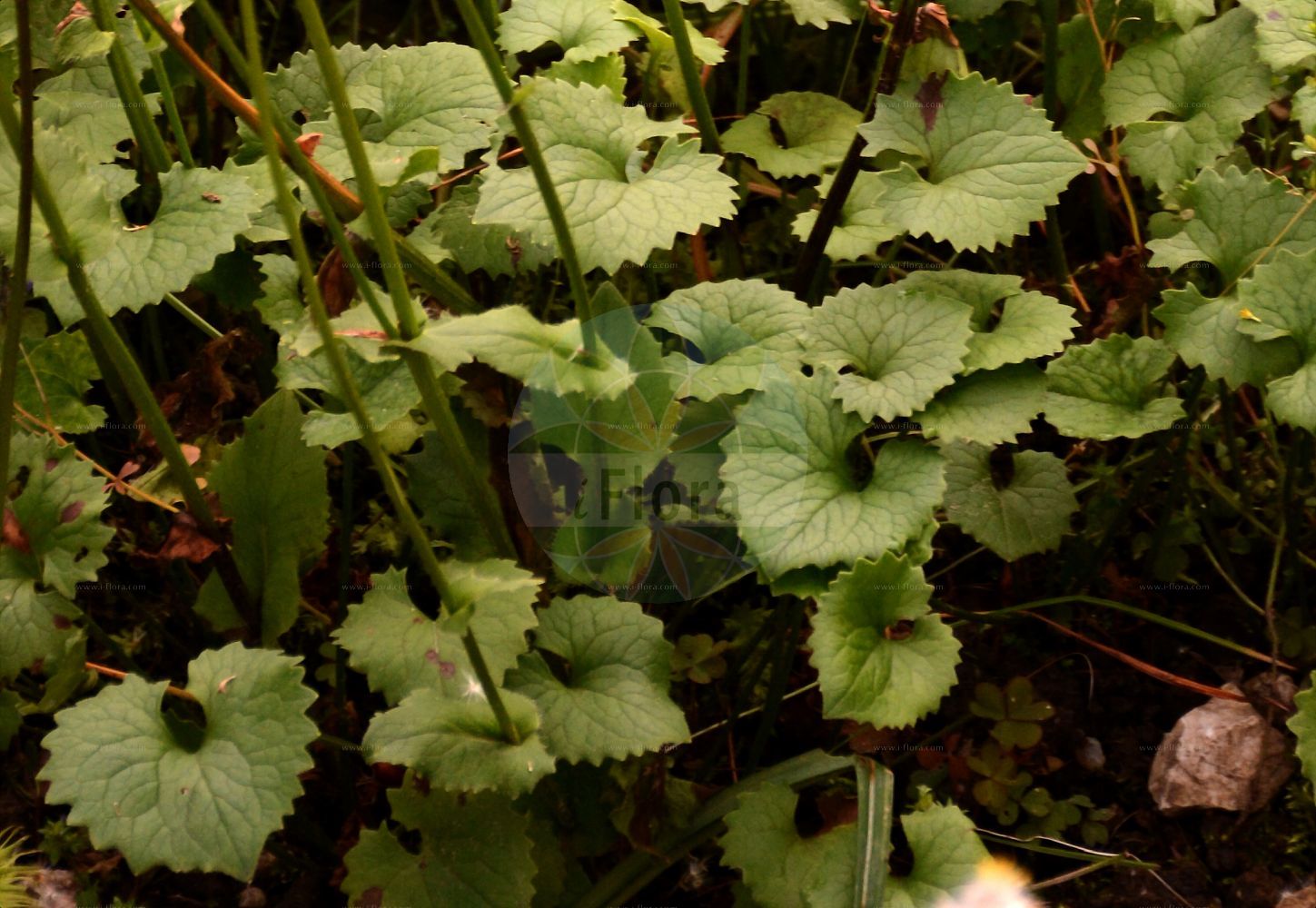 Foto von Doronicum columnae (Herzblättrige Gemswurz - Eastern Leopard's-bane). Das Foto wurde in Linz, Oberösterreich, Österreich aufgenommen. ---- Photo of Doronicum columnae (Herzblättrige Gemswurz - Eastern Leopard's-bane). The picture was taken in Linz, Upper Austria, Austria.(Doronicum columnae,Herzblättrige Gemswurz,Eastern Leopard's-bane,Doronicum columnae,Doronicum cordifolium,Doronicum wulfenianum,Herzblaettrige Gemswurz,Herz-Gaemswurz,Eastern Leopard's-bane,Heart-leaved Leopardsbane,Doronicum,Gemswurz,False Leopard's-bane,Asteraceae,Korbblütengewächse,Daisy family)