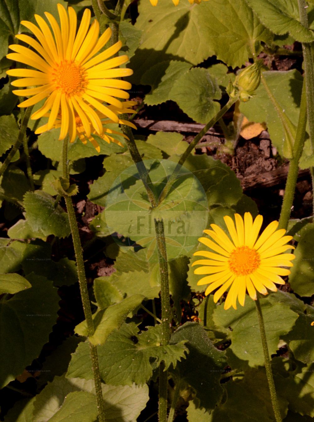 Foto von Doronicum pardalianches (Kriechende Gemswurz - Leopard's-bane). Das Foto wurde in Bonn, Nordrhein-Westfalen, Deutschland aufgenommen. ---- Photo of Doronicum pardalianches (Kriechende Gemswurz - Leopard's-bane). The picture was taken in Bonn, North Rhine-Westphalia, Germany.(Doronicum pardalianches,Kriechende Gemswurz,Leopard's-bane,Arnica scorpioides,Doronicum cordatum,Doronicum matthioli,Doronicum pardalianches,Kriechende Gemswurz,Kriech-Gaemswurz,Schwindelwurz,Leopard's-bane,Great Leopardsbane,Great False Leopardbane,Doronicum,Gemswurz,False Leopard's-bane,Asteraceae,Korbblütengewächse,Daisy family)