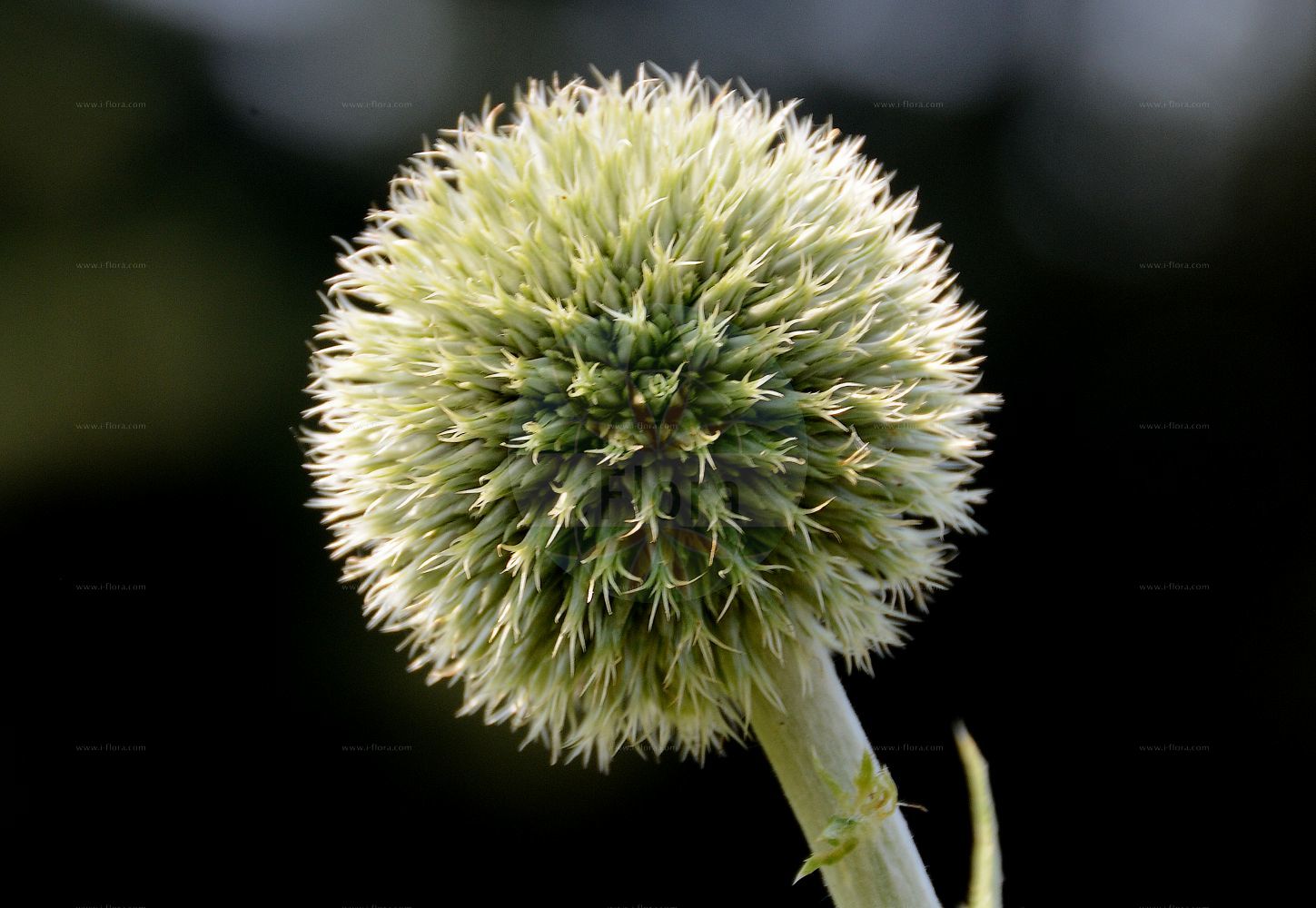 Foto von Echinops exaltatus (Drüsenlose Kugeldistel - Globe-thistle). Das Foto wurde in Bonn, Nordrhein-Westfalen, Deutschland aufgenommen. ---- Photo of Echinops exaltatus (Drüsenlose Kugeldistel - Globe-thistle). The picture was taken in Bonn, North Rhine-Westphalia, Germany.(Echinops exaltatus,Drüsenlose Kugeldistel,Globe-thistle,Echinops commutatus,Echinops exaltatus,Echinops globifer,Druesenlose Kugeldistel,Hohe Kugeldistel,Globe-thistle,Tall Globethistle,Variegated Globe Thistle,Echinops,Kugeldistel,Globethistle,Asteraceae,Korbblütengewächse,Daisy family)