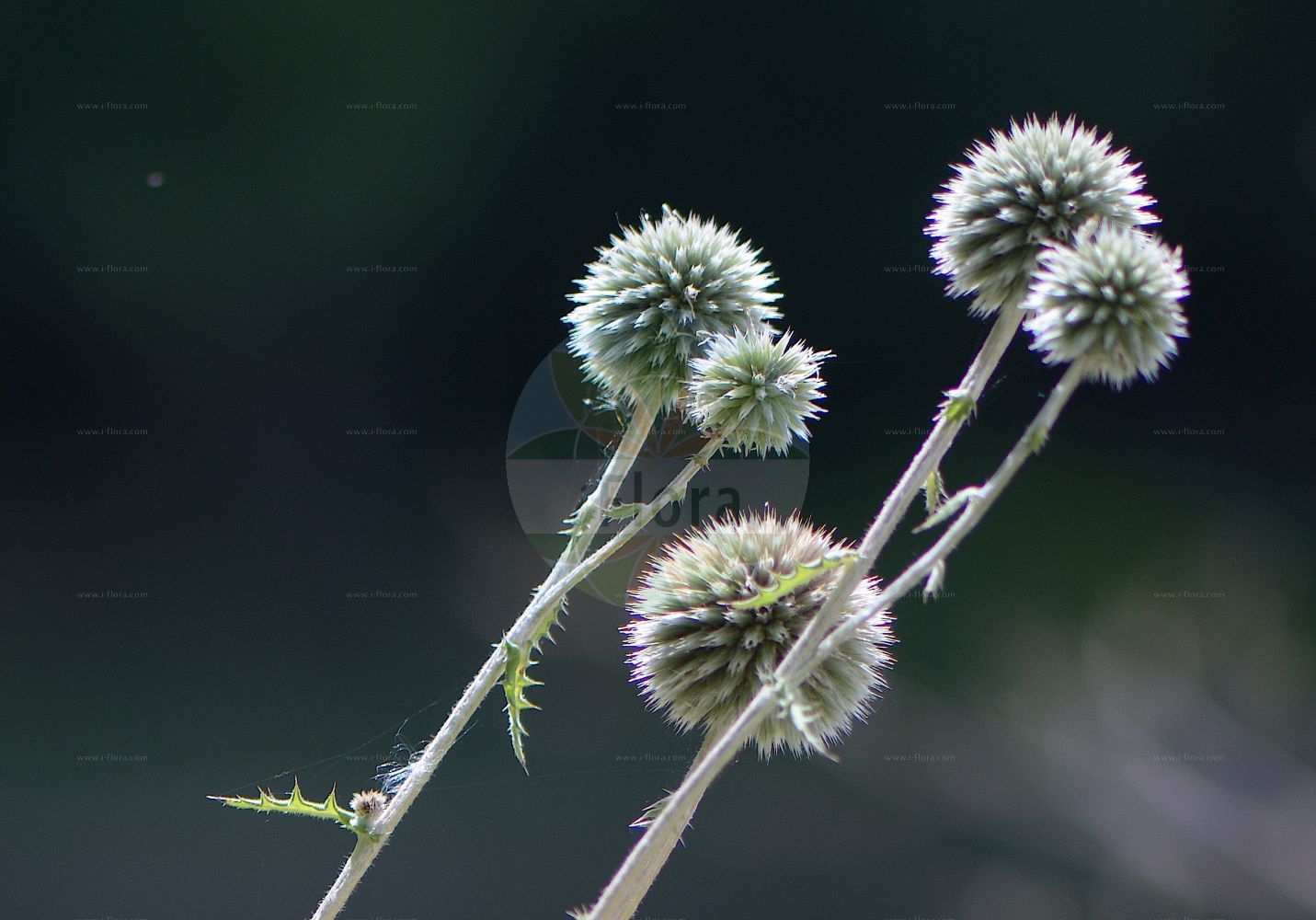 Foto von Echinops sphaerocephalus (Drüsenblättrige Kugeldistel - Glandular Globe-thistle). Das Foto wurde in Bonn, Nordrhein-Westfalen, Deutschland aufgenommen. ---- Photo of Echinops sphaerocephalus (Drüsenblättrige Kugeldistel - Glandular Globe-thistle). The picture was taken in Bonn, North Rhine-Westphalia, Germany.(Echinops sphaerocephalus,Drüsenblättrige Kugeldistel,Glandular Globe-thistle,Echinops cirsiifolius,Echinops erevanensis,Echinops macedonicus,Echinops multiflorus,Echinops sphaerocephalus,Echinops sphaerocephalus subsp. cirsiifolius,,Druesenblaettrige Kugeldistel,Druesige Kugeldistel,Gewoehnliche Kugeldistel,Glandular Globe-thistle,Globe Thistle,Great Globe Thistle,Pale Globe Thistle,Echinops,Kugeldistel,Globethistle,Asteraceae,Korbblütengewächse,Daisy family)