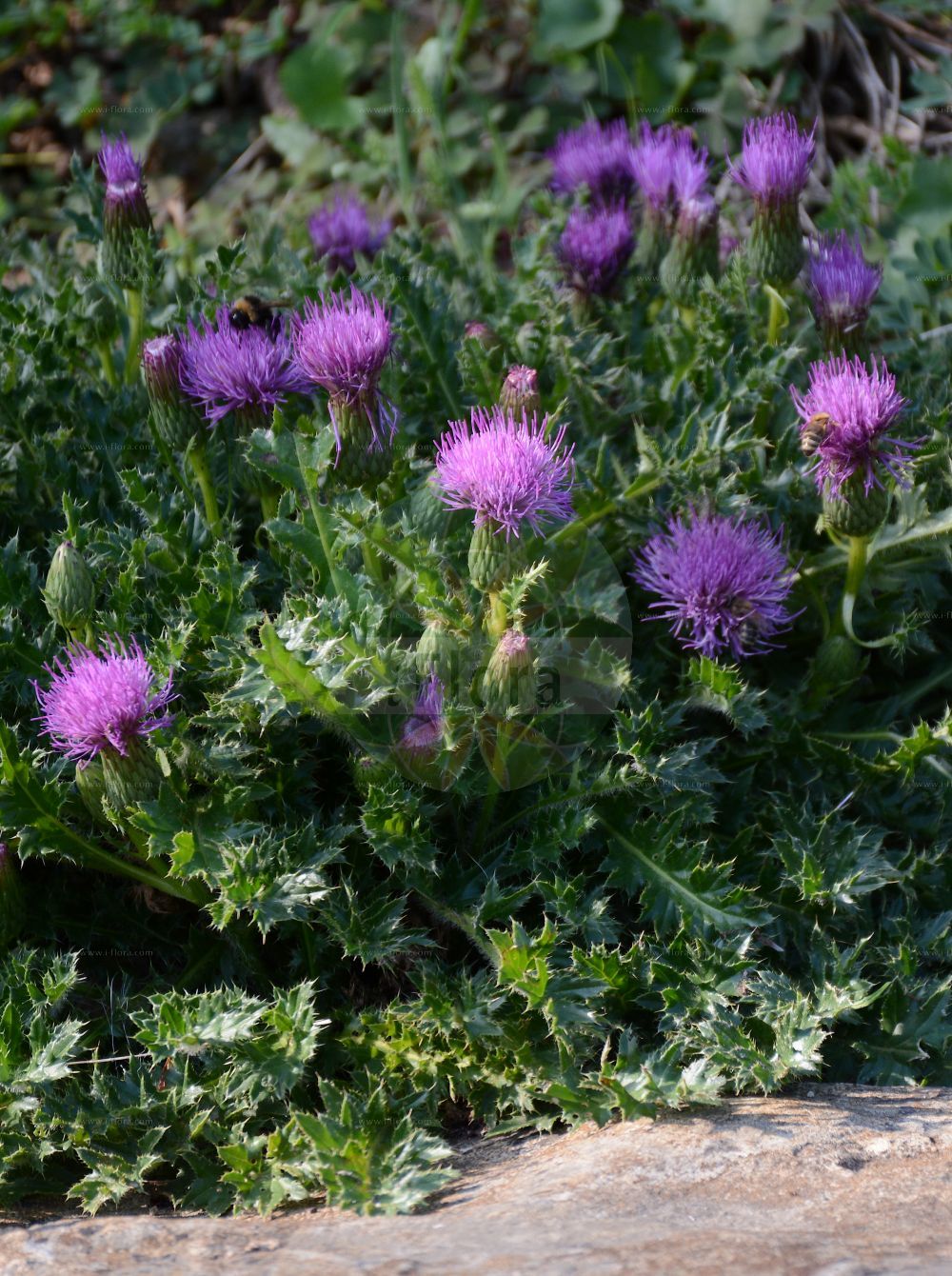 Foto von Cirsium acaulon (Stängellose Kratzdistel - Dwarf Thistle). Das Foto wurde in Berlin, Deutschland aufgenommen. ---- Photo of Cirsium acaulon (Stängellose Kratzdistel - Dwarf Thistle). The picture was taken in Berlin, Germany.(Cirsium acaulon,Stängellose Kratzdistel,Dwarf Thistle,Carduus acaulos,Cirsium acaulon,Cnicus acaulos,Cnicus dubius,Staengellose Kratzdistel,Stengellose Kratzdistel,Dwarf Thistle,Pod Thistle,Stemless Thistle,Cirsium,Kratzdistel,Thistle,Asteraceae,Korbblütengewächse,Daisy family)