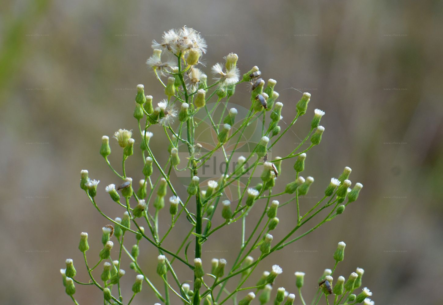 Foto von Erigeron canadensis (Kanadisches Berufkraut - Canadian Fleabane). Das Foto wurde in Hessen, Deutschland, Oberrheinisches Tiefland und Rhein-Main-Ebene, Untermainebene aufgenommen. ---- Photo of Erigeron canadensis (Kanadisches Berufkraut - Canadian Fleabane). The picture was taken in Hesse, Germany, Oberrheinisches Tiefland and Rhein-Main-Ebene, Untermainebene.(Erigeron canadensis,Kanadisches Berufkraut,Canadian Fleabane,Conyza canadensis,Erigeron canadensis,Erigeron setifer,Trimorpha canadensis,Kanadisches Berufkraut,Gewoehnliches Kanadaberufkraut,Canadian Fleabane,Horseweed Fleabane,Butterweed,Canadian Horseweed,Canada Horseweed,Hogweed,Horseweed,Mare's-tail,Erigeron,Berufkraut,Fleabane,Asteraceae,Korbblütengewächse,Daisy family)