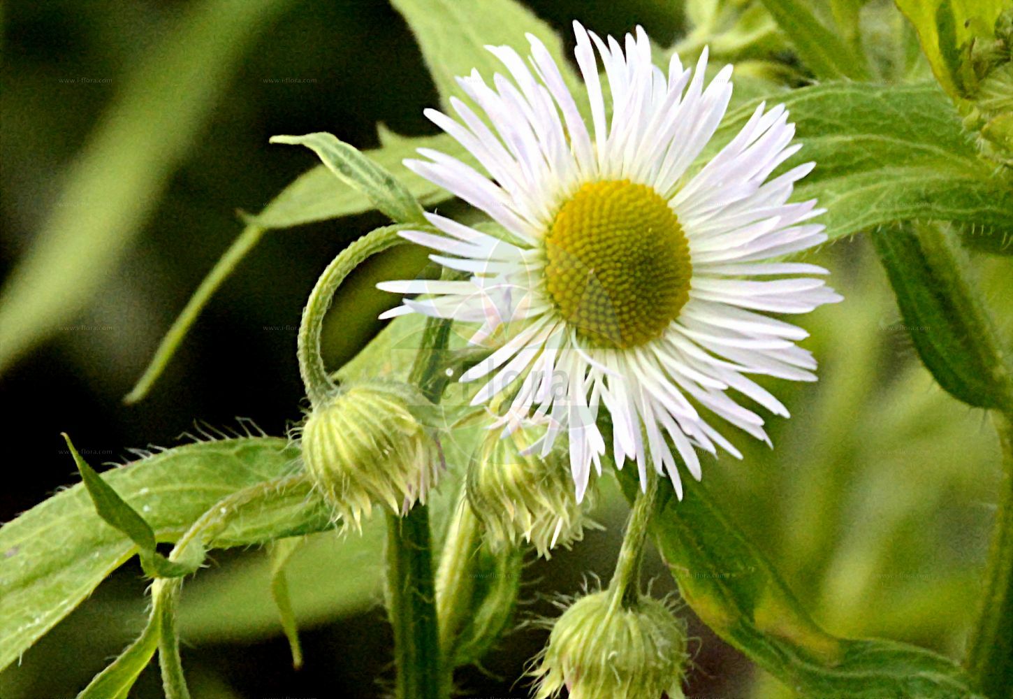 Foto von Erigeron annuus (Einjähriges Berufkraut - Tall Fleabane). Das Foto wurde in Dresden, Sachsen, Deutschland aufgenommen. ---- Photo of Erigeron annuus (Einjähriges Berufkraut - Tall Fleabane). The picture was taken in Dresden, Sachsen, Germany.(Erigeron annuus,Einjähriges Berufkraut,Tall Fleabane,Aster annuus,Erigeron annuus,Phalacroloma annuum,Stenactis annua,Einjaehriges Berufkraut,Einjaehriger Feinstrahl,Feinstrahl-Berufkraut,Noerdliches Feinstrahl-Berufkraut,Striegelhaariger Feinstrahl,Tall Fleabane,Annual Fleabane,Daisy Fleabane,Eastern Daisy Fleabane,Sweet Scabious,White Top,Erigeron,Berufkraut,Fleabane,Asteraceae,Korbblütengewächse,Daisy family)