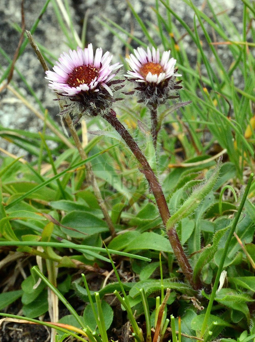 Foto von Erigeron uniflorus (Einköpfiges Berufkraut - Arctic Alpine Fleabane). Das Foto wurde in Finkenberg, Tirol, Österreich, Alpen, Zillertal aufgenommen. ---- Photo of Erigeron uniflorus (Einköpfiges Berufkraut - Arctic Alpine Fleabane). The picture was taken in Finkenberg, Tyrol, Austria, Alps, Zillertal.(Erigeron uniflorus,Einköpfiges Berufkraut,Arctic Alpine Fleabane,Erigeron polymorphus,Erigeron uniflorus,Einkoepfiges Berufkraut,Arctic Alpine Fleabane,Dwarf Fleabane,Oneflower Fleabane,One-flowered Fleabane,Erigeron,Berufkraut,Fleabane,Asteraceae,Korbblütengewächse,Daisy family)