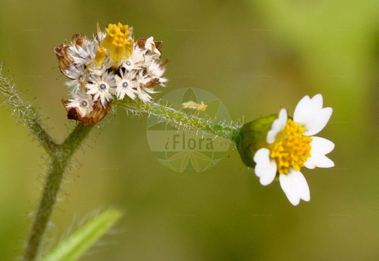 Foto von Galinsoga quadriradiata (Zottiges Franzosenkraut - Shaggy-soldier). Das Foto wurde in Frankfurt, Hessen, Deutschland aufgenommen. ---- Photo of Galinsoga quadriradiata (Zottiges Franzosenkraut - Shaggy-soldier). The picture was taken in Frankfurt, Hesse, Germany.(Galinsoga quadriradiata,Zottiges Franzosenkraut,Shaggy-soldier,Adventina ciliata,Galinsoga aristulata,Galinsoga caracasana,Galinsoga ciliata,Galinsoga quadriradiata,Galinsoga urticifolia,Vargasia caracasana,Wiborgia urticifolia,Zottiges Franzosenkraut,Behaartes Franzosenkraut,Zottiges Knopfkraut,Shaggy-soldier,Hairy Galinsoga,Galinsoga,Franzosenkraut,Gallant Soldier,Asteraceae,Korbblütengewächse,Daisy family)