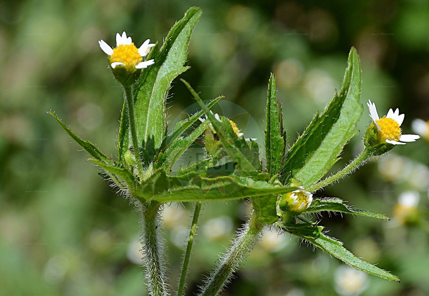 Foto von Galinsoga quadriradiata (Zottiges Franzosenkraut - Shaggy-soldier). Das Foto wurde in Mainz, Rheinland-Pfalz, Deutschland aufgenommen. ---- Photo of Galinsoga quadriradiata (Zottiges Franzosenkraut - Shaggy-soldier). The picture was taken in Mainz, Rhineland-Palatinate, Germany.(Galinsoga quadriradiata,Zottiges Franzosenkraut,Shaggy-soldier,Adventina ciliata,Galinsoga aristulata,Galinsoga caracasana,Galinsoga ciliata,Galinsoga quadriradiata,Galinsoga urticifolia,Vargasia caracasana,Wiborgia urticifolia,Zottiges Franzosenkraut,Behaartes Franzosenkraut,Zottiges Knopfkraut,Shaggy-soldier,Hairy Galinsoga,Galinsoga,Franzosenkraut,Gallant Soldier,Asteraceae,Korbblütengewächse,Daisy family)
