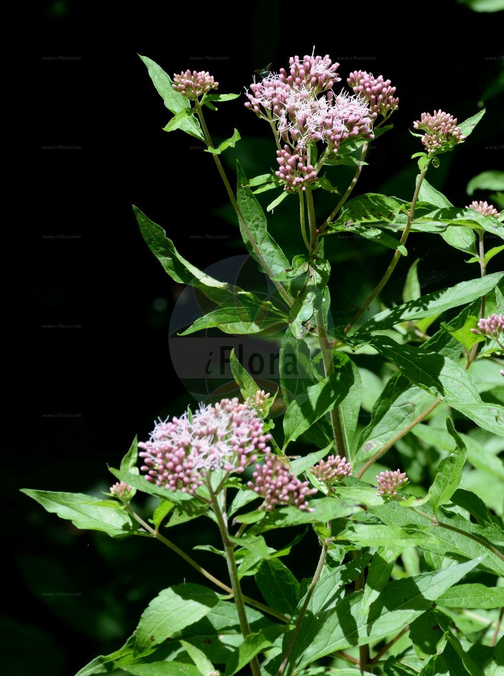 Foto von Eupatorium cannabinum (Gewöhnlicher Wasserdost - Hemp-agrimony). Das Foto wurde in Stans, Tirol, Österreich, Alpen aufgenommen. ---- Photo of Eupatorium cannabinum (Gewöhnlicher Wasserdost - Hemp-agrimony). The picture was taken in Stans, Tyrol, Austria, Alps.(Eupatorium cannabinum,Gewöhnlicher Wasserdost,Hemp-agrimony,Eupatorium cannabinum,Eupatorium ponticum,Eupatorium syriacum,Gewoehnlicher Wasserdost,Echter Wasserdost,Kunigundenkraut,Wasserhanf,Hemp-agrimony,Water Hemp Agrimony,Eupatorium,Wasserdost,Thoroughwort,Asteraceae,Korbblütengewächse,Daisy family)