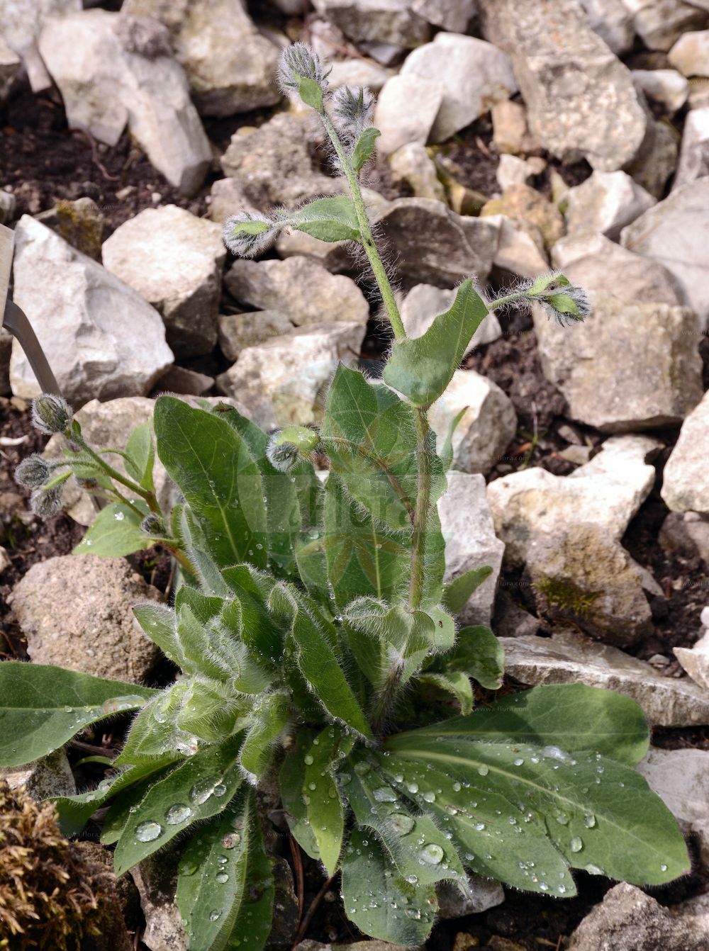 Foto von Hieracium pilosum (Wollköpfiges Habichtskraut - Fimbriate-pitted Hawkweed). Das Foto wurde in Oldenburg, Niedersachsen, Deutschland aufgenommen. ---- Photo of Hieracium pilosum (Wollköpfiges Habichtskraut - Fimbriate-pitted Hawkweed). The picture was taken in Oldenburg, Lower Saxony, Germany.(Hieracium pilosum,Wollköpfiges Habichtskraut,Fimbriate-pitted Hawkweed,Hieracium pilosum,Wollkoepfiges Habichtskraut,Weissseidiges Habichtskraut,Fimbriate-pitted Hawkweed,Hieracium,Habichtskraut,Hawkweeds,Asteraceae,Korbblütengewächse,Daisy family)