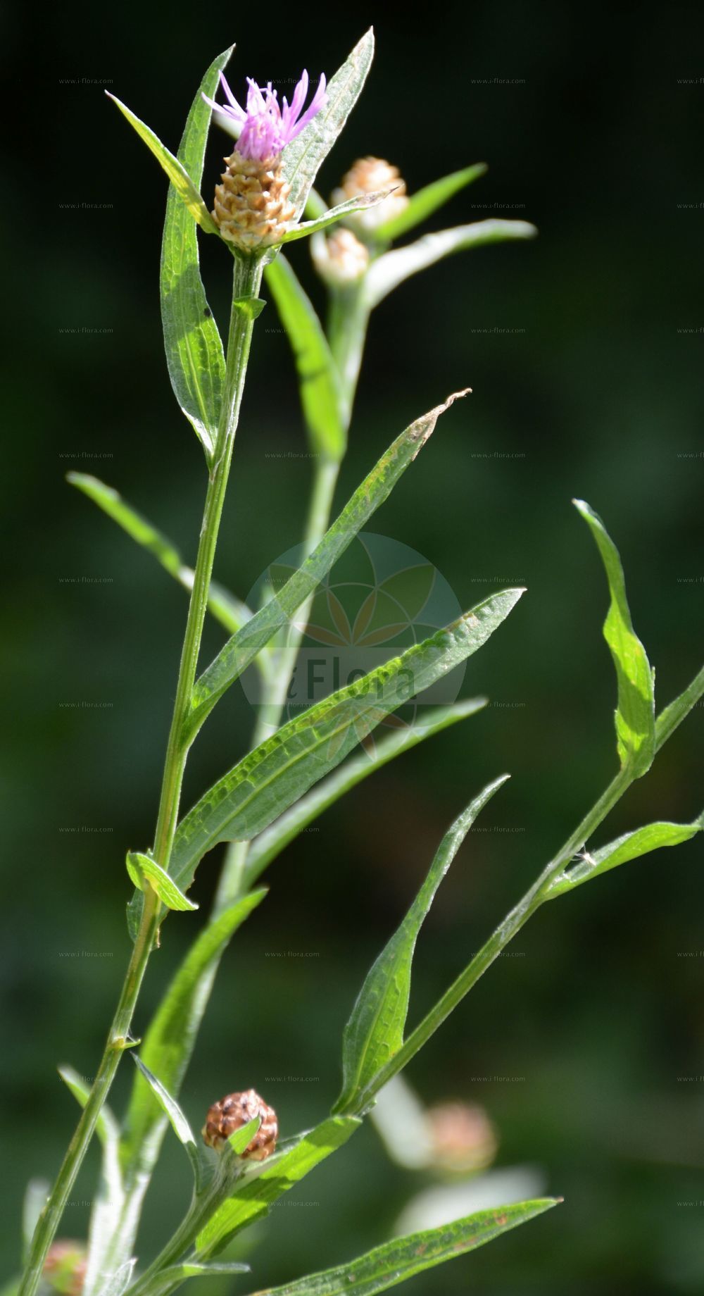 Foto von Centaurea preissmannii (Preissmann-Flockenblume - Preismann's Knapweed). Das Foto wurde in Tübingen, Baden-Württemberg, Deutschland aufgenommen. ---- Photo of Centaurea preissmannii (Preissmann-Flockenblume - Preismann's Knapweed). The picture was taken in Tuebingen, Baden-Wuerttemberg, Germany.(Centaurea preissmannii,Preissmann-Flockenblume,Preismann's Knapweed,Centaurea preissmannii,Preissmann-Flockenblume,Preismann's Knapweed,Centaurea,Flockenblume,Knapweed,Asteraceae,Korbblütengewächse,Daisy family)