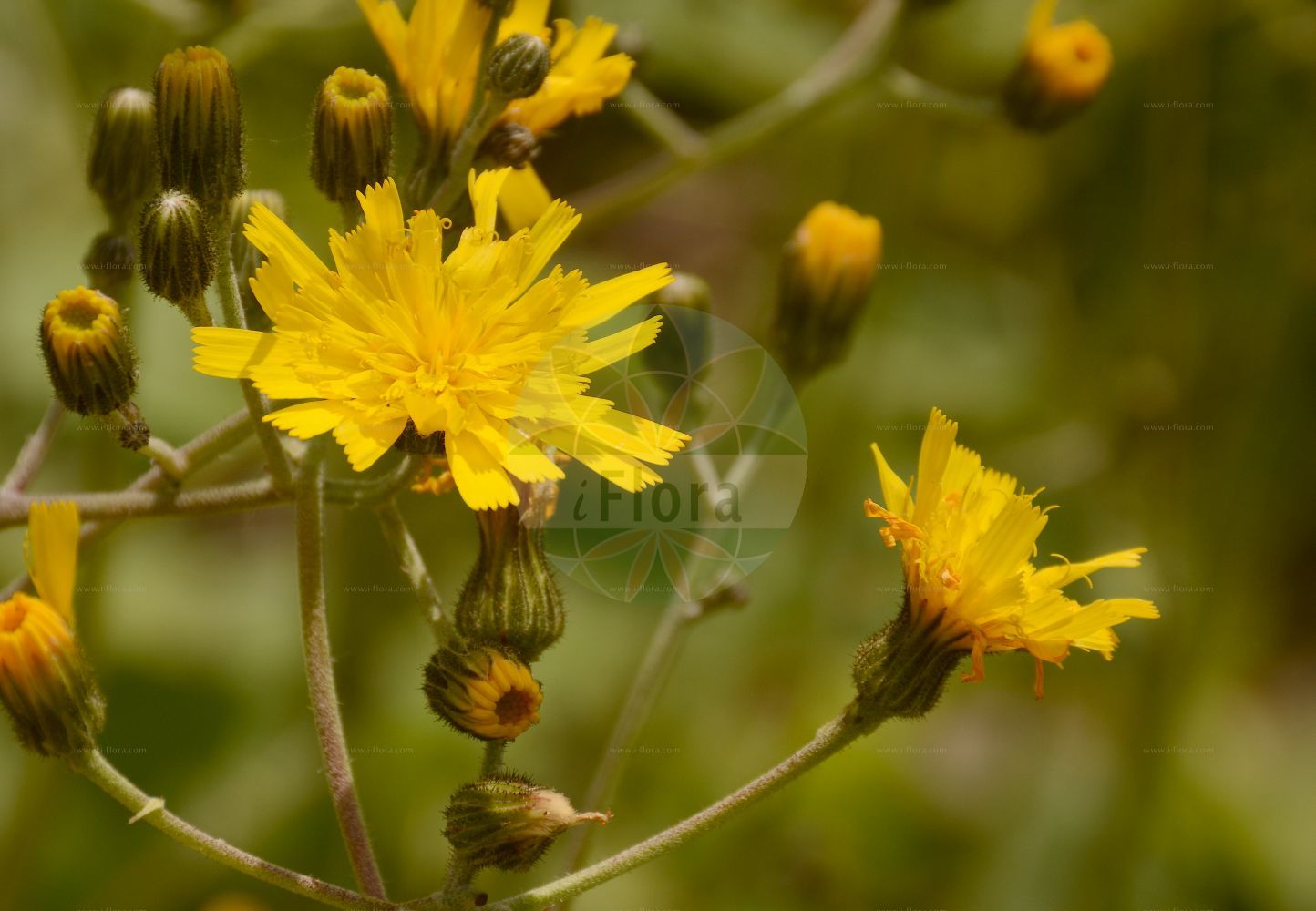 Foto von Hieracium murorum (Wald-Habichtskraut - Few-leaved Hawkweed). Das Foto wurde in Jardin des Plantes, Paris, Frankreich aufgenommen. ---- Photo of Hieracium murorum (Wald-Habichtskraut - Few-leaved Hawkweed). The picture was taken in Jardin des Plantes, Paris, France.(Hieracium murorum,Wald-Habichtskraut,Few-leaved Hawkweed,Hieracium flexicaule,Hieracium murorum,Hieracium sylvaticum,Wald-Habichtskraut,Few-leaved Hawkweed,Hieracium,Habichtskraut,Hawkweeds,Asteraceae,Korbblütengewächse,Daisy family)