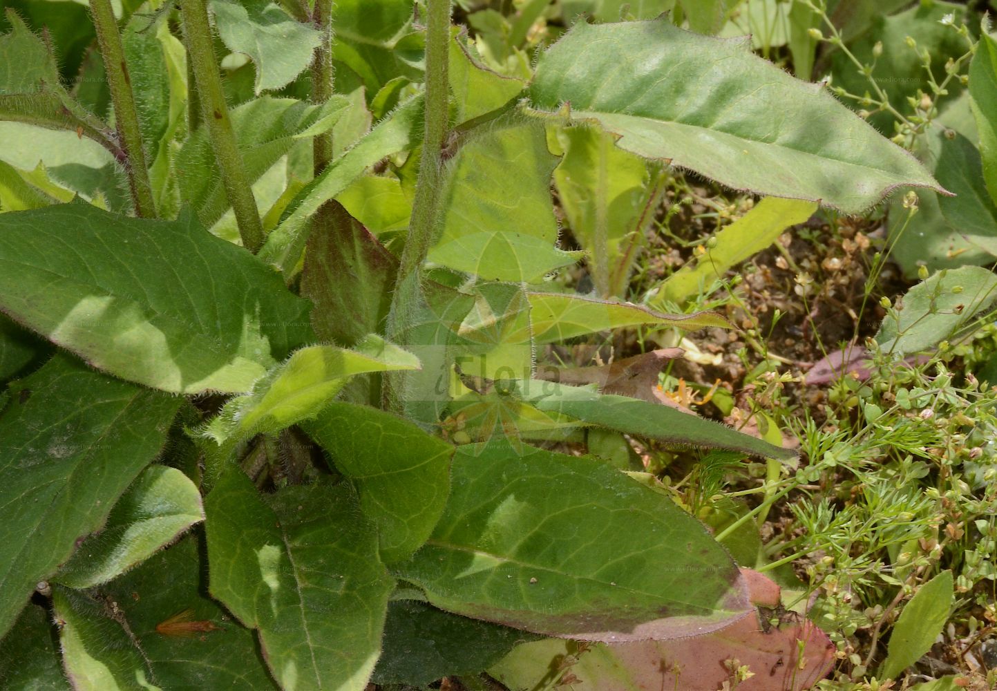 Foto von Hieracium murorum (Wald-Habichtskraut - Few-leaved Hawkweed). Das Foto wurde in Jardin des Plantes, Paris, Frankreich aufgenommen. ---- Photo of Hieracium murorum (Wald-Habichtskraut - Few-leaved Hawkweed). The picture was taken in Jardin des Plantes, Paris, France.(Hieracium murorum,Wald-Habichtskraut,Few-leaved Hawkweed,Hieracium flexicaule,Hieracium murorum,Hieracium sylvaticum,Wald-Habichtskraut,Few-leaved Hawkweed,Hieracium,Habichtskraut,Hawkweeds,Asteraceae,Korbblütengewächse,Daisy family)
