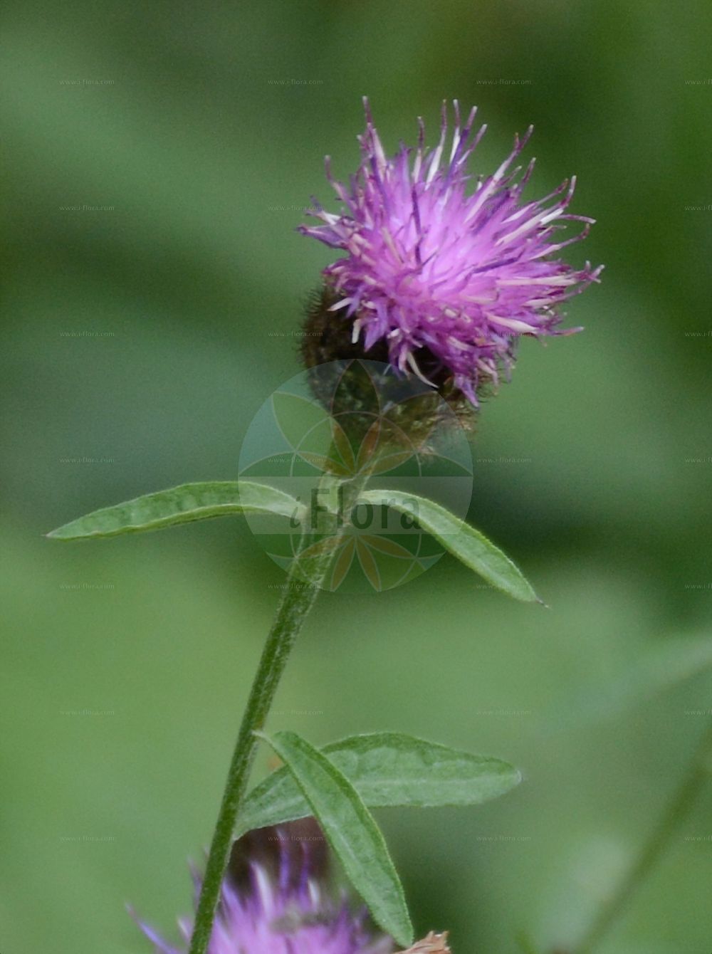 Foto von Centaurea nigra (Schwarze Flockenblume - Common Knapweed). Das Foto wurde in Dresden, Sachsen, Deutschland aufgenommen. ---- Photo of Centaurea nigra (Schwarze Flockenblume - Common Knapweed). The picture was taken in Dresden, Sachsen, Germany.(Centaurea nigra,Schwarze Flockenblume,Common Knapweed,Centaurea nigra,Centaurea obscura,Jacea nigra,Schwarze Flockenblume,Schwarze Flockenblume,Gewoehnliche Schwarze Flockenblume,Hain-Flockenblume,Common Knapweed,Black Knapweed,Brown Knapweed,Hardheads,Lesser Knapweed,Spanish Buttons,Centaurea,Flockenblume,Knapweed,Asteraceae,Korbblütengewächse,Daisy family)