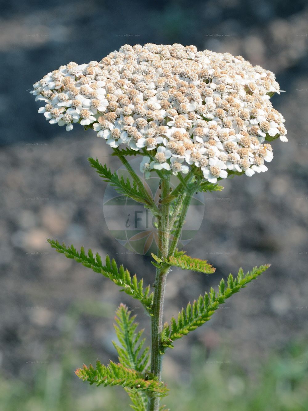 Foto von Achillea millefolium (Gewöhnliche Schafgarbe - Yarrow). Das Foto wurde in Bonn, Nordrhein-Westfalen, Deutschland aufgenommen. ---- Photo of Achillea millefolium (Gewöhnliche Schafgarbe - Yarrow). The picture was taken in Bonn, North Rhine-Westphalia, Germany.(Achillea millefolium,Gewöhnliche Schafgarbe,Yarrow,Achillea magna,Achillea millefolium,Achillea nabelekii,Achillea submillefolium,Gewoehnliche Schafgarbe,Yarrow,Common Yarrow,Milfoil,Thousand-leaf,Achillea,Schafgarbe,Yarrow,Asteraceae,Korbblütengewächse,Daisy family)