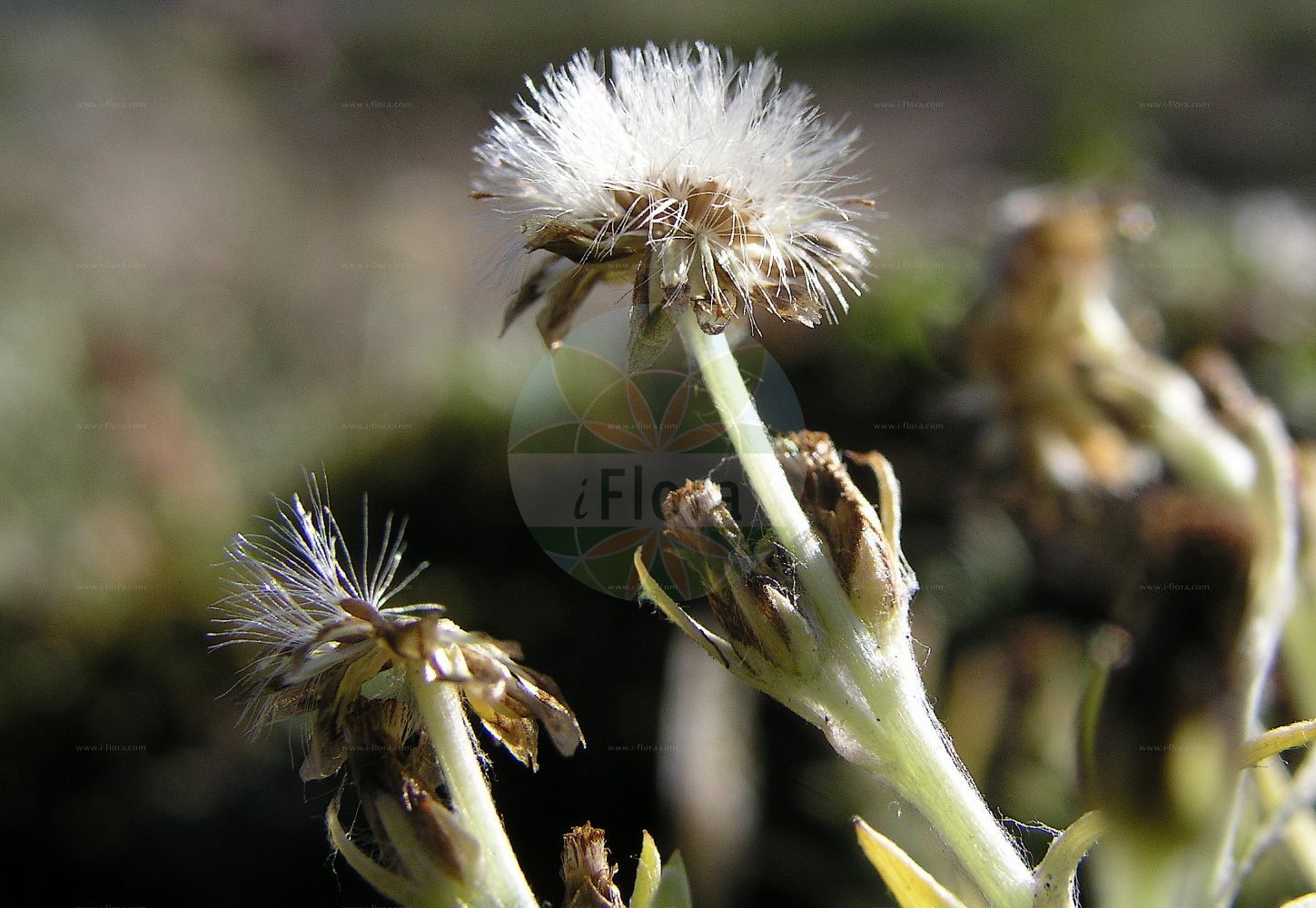 Foto von Gnaphalium supinum (Zwerg-Ruhrkraut - Dwarf Cudweed). Das Foto wurde in Dischmatal, Davos, Graubünden, Schweiz, Alpen aufgenommen. ---- Photo of Gnaphalium supinum (Zwerg-Ruhrkraut - Dwarf Cudweed). The picture was taken in Dischmatal, Davos, Grisons, Switzerland, Alps.(Gnaphalium supinum,Zwerg-Ruhrkraut,Dwarf Cudweed,Gnaphalium balcanicum,Gnaphalium fuscum,Gnaphalium pusillum,Gnaphalium subacaule,Gnaphalium supinum,Omalotheca supina,Zwerg-Ruhrkraut,Dwarf Cudweed,Alpine Arctic Cudweed,Heath Cudweed,Gnaphalium,Ruhrkraut,Cudweed,Asteraceae,Korbblütengewächse,Daisy family)