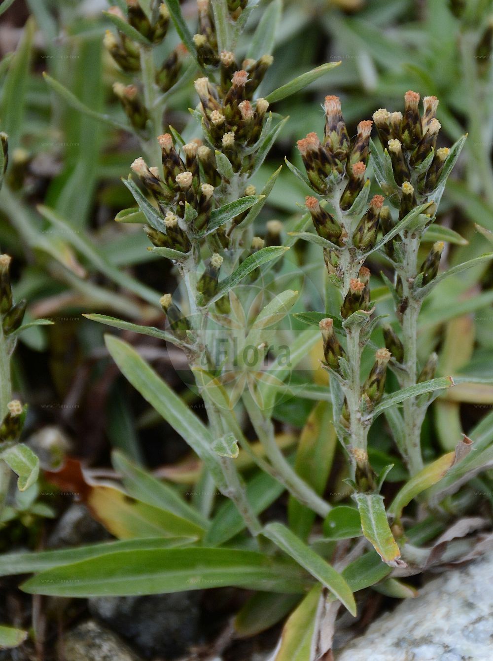 Foto von Gnaphalium sylvaticum (Wald-Ruhrkraut - Heath Cudweed). Das Foto wurde in Schynige Platte, Interlaken, Bern, Schweiz aufgenommen. ---- Photo of Gnaphalium sylvaticum (Wald-Ruhrkraut - Heath Cudweed). The picture was taken in Schynige Platte, Interlaken, Bern, Switzerland.(Gnaphalium sylvaticum,Wald-Ruhrkraut,Heath Cudweed,Gnaphalium rectum,Gnaphalium sylvaticum,Omalotheca sylvatica,Omalotheca sylvatica subsp. carpetana,Wald-Ruhrkraut,Heath Cudweed,Woodland Arctic Cudweed,Wood Cudweed,Gnaphalium,Ruhrkraut,Cudweed,Asteraceae,Korbblütengewächse,Daisy family)