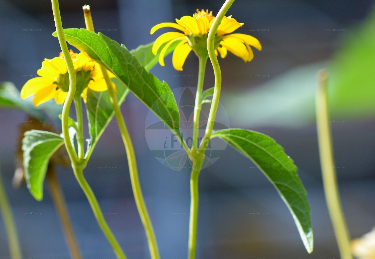 Foto von Helianthus decapetalus (Garten-Stauden-Sonnenblume - Thin-leaved Sunflower). Das Foto wurde in Bonn, Nordrhein-Westfalen, Deutschland aufgenommen. ---- Photo of Helianthus decapetalus (Garten-Stauden-Sonnenblume - Thin-leaved Sunflower). The picture was taken in Bonn, North Rhine-Westphalia, Germany.(Helianthus decapetalus,Garten-Stauden-Sonnenblume,Thin-leaved Sunflower,Helianthus decapetalus,Garten-Stauden-Sonnenblume,Thin-leaved Sunflower,Forest Sunflower,Thinleaf Sunflower,Pale Sunflower,Ten-petalled Sunflower,Helianthus,Sonnenblume,Sunflower,Asteraceae,Korbblütengewächse,Daisy family)