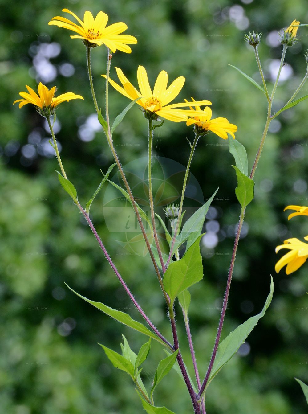Foto von Helianthus tuberosus (Erdbirne - Jerusalem Artichoke). Das Foto wurde in Würzburg, Bayern, Deutschland aufgenommen. ---- Photo of Helianthus tuberosus (Erdbirne - Jerusalem Artichoke). The picture was taken in Wuerzburg, Bayern, Germany.(Helianthus tuberosus,Erdbirne,Jerusalem Artichoke,Helianthus tuberosus,Erdbirne,Jerusalem-Artischocke,Knollen-Sonnenblume,Topinambur,Jerusalem Artichoke,Pale-leaved Sunflower,Canada Potato,Paleleaf Woodland Sunflower,Helianthus,Sonnenblume,Sunflower,Asteraceae,Korbblütengewächse,Daisy family)