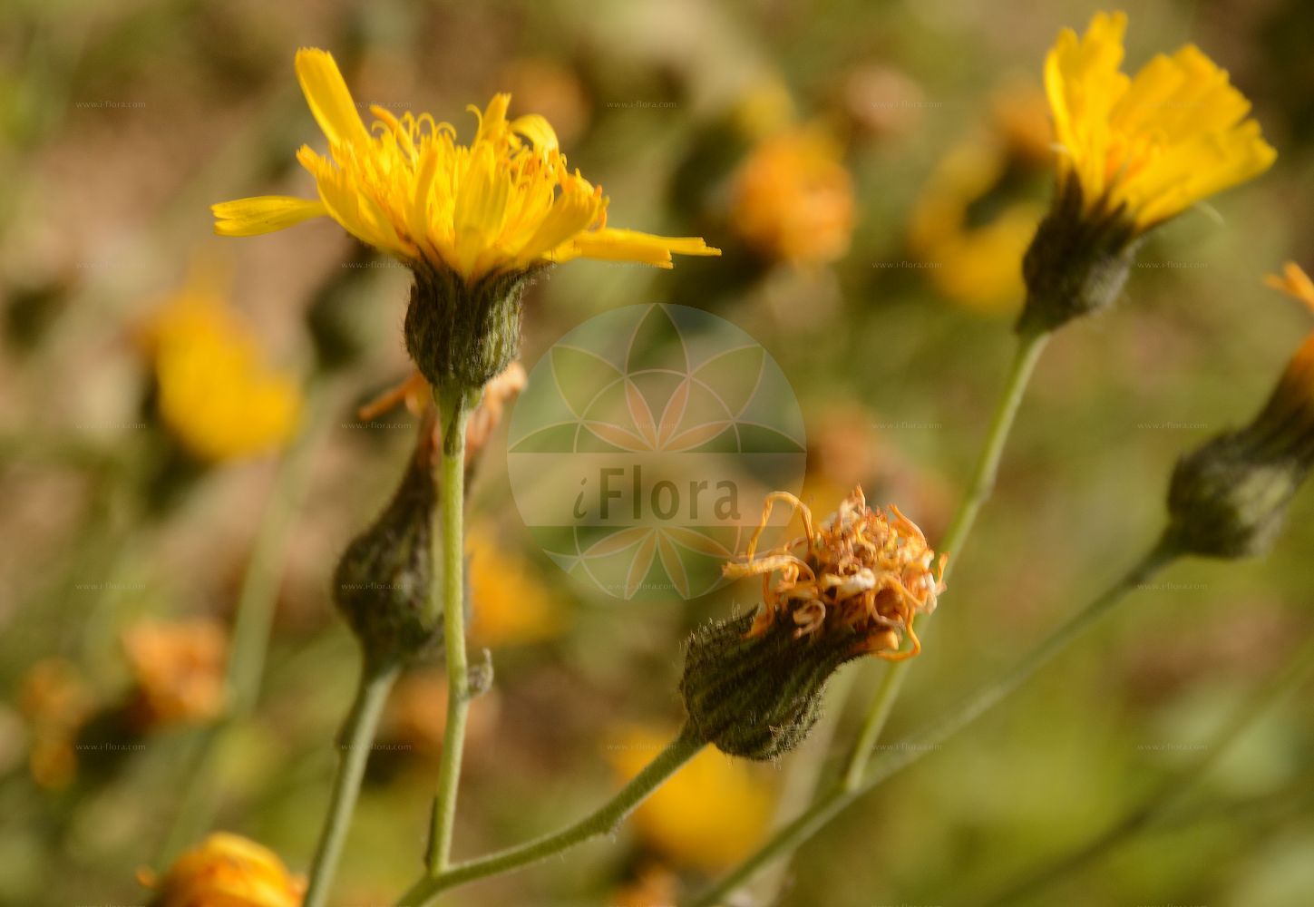Foto von Hieracium caesium (Blaugraues Habichtskraut - Blue-green Hawkeed). Das Foto wurde in Jardin des Plantes, Paris, Frankreich aufgenommen. ---- Photo of Hieracium caesium (Blaugraues Habichtskraut - Blue-green Hawkeed). The picture was taken in Jardin des Plantes, Paris, France.(Hieracium caesium,Blaugraues Habichtskraut,Blue-green Hawkeed,Hieracium caesium,Hieracium vulgatum subsp. caesium,Blaugraues Habichtskraut,Meergruenes Habichtskraut,Blue-green Hawkeed,Hieracium,Habichtskraut,Hawkweeds,Asteraceae,Korbblütengewächse,Daisy family)