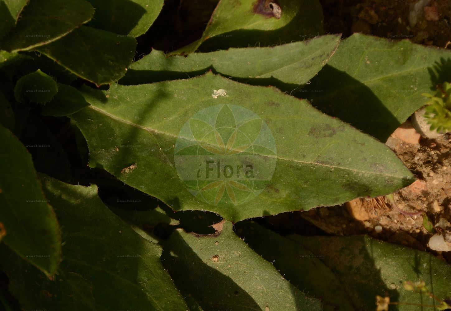 Foto von Hieracium caesium (Blaugraues Habichtskraut - Blue-green Hawkeed). Das Foto wurde in Jardin des Plantes, Paris, Frankreich aufgenommen. ---- Photo of Hieracium caesium (Blaugraues Habichtskraut - Blue-green Hawkeed). The picture was taken in Jardin des Plantes, Paris, France.(Hieracium caesium,Blaugraues Habichtskraut,Blue-green Hawkeed,Hieracium caesium,Hieracium vulgatum subsp. caesium,Blaugraues Habichtskraut,Meergruenes Habichtskraut,Blue-green Hawkeed,Hieracium,Habichtskraut,Hawkweeds,Asteraceae,Korbblütengewächse,Daisy family)
