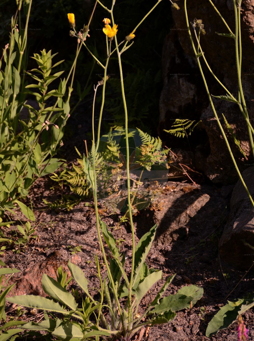 Foto von Hieracium glaucinum (Frühblühendes Habichtskraut - Early Hawkweed). Das Foto wurde in Berlin, Deutschland aufgenommen. ---- Photo of Hieracium glaucinum (Frühblühendes Habichtskraut - Early Hawkweed). The picture was taken in Berlin, Germany.(Hieracium glaucinum,Frühblühendes Habichtskraut,Early Hawkweed,Hieracium glaucinum,Hieracium sylvaticum subsp. glaucinum,Fruehbluehendes Habichtskraut,Early Hawkweed,Hieracium,Habichtskraut,Hawkweeds,Asteraceae,Korbblütengewächse,Daisy family)